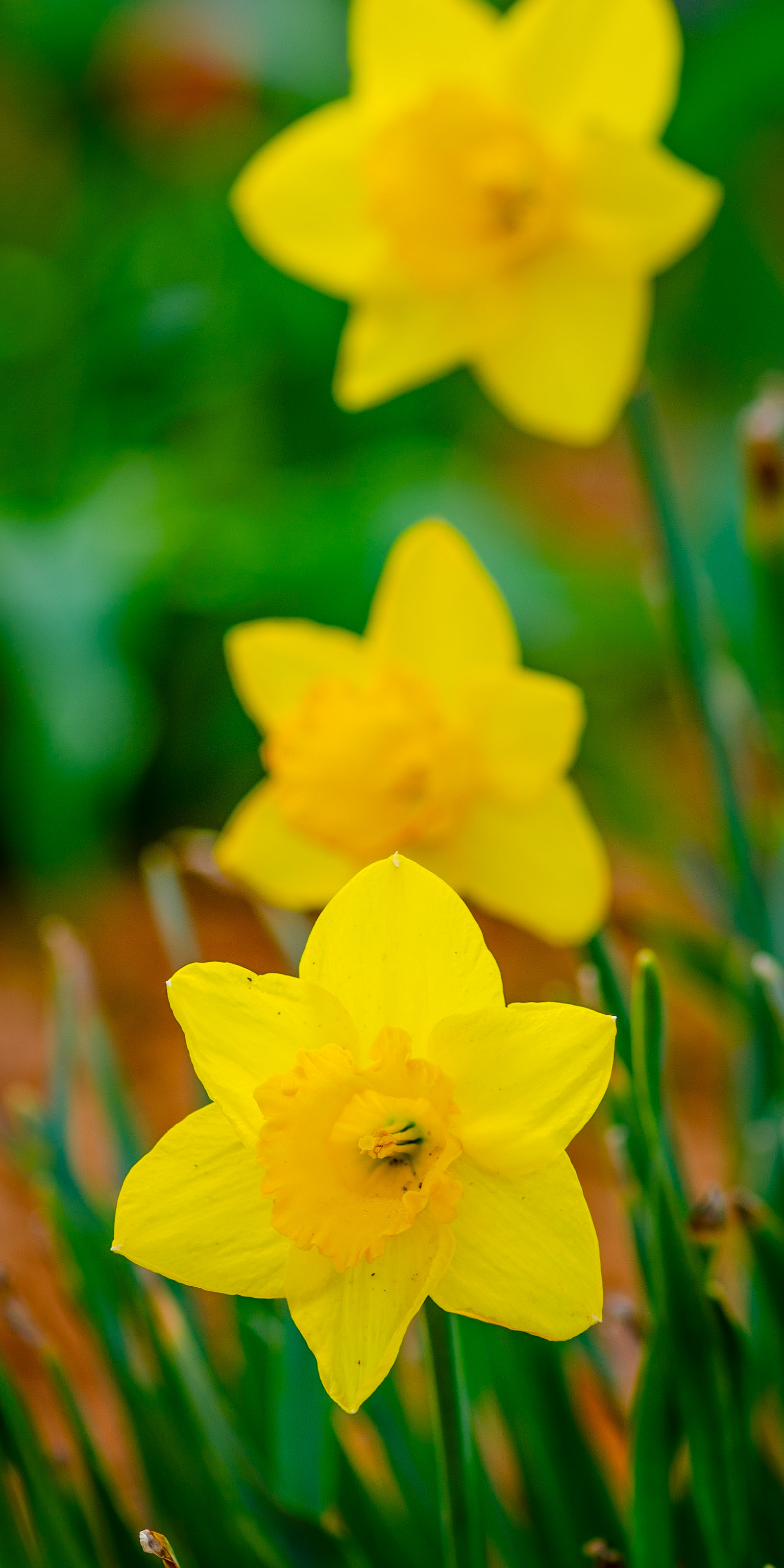 Yellow Daffodils