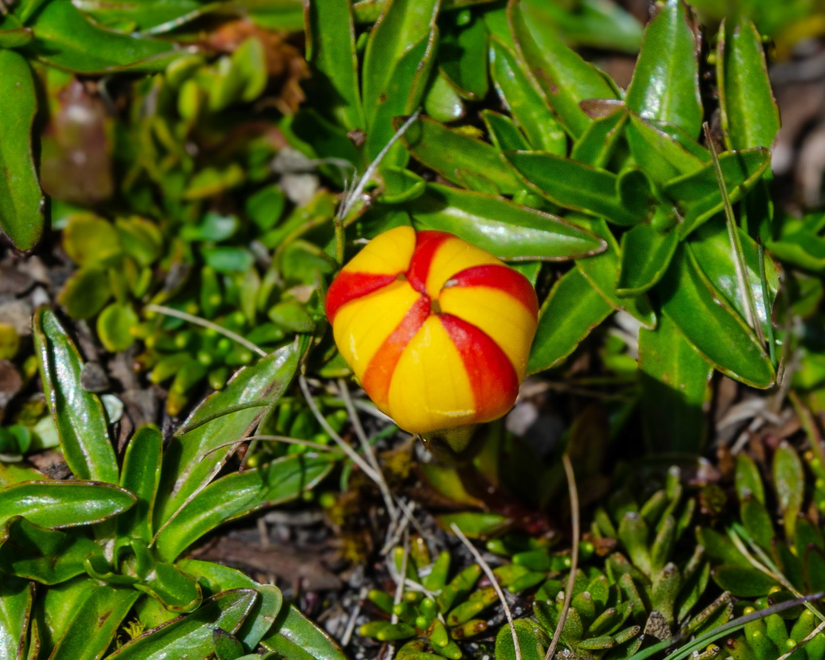 Gentianella hirculus