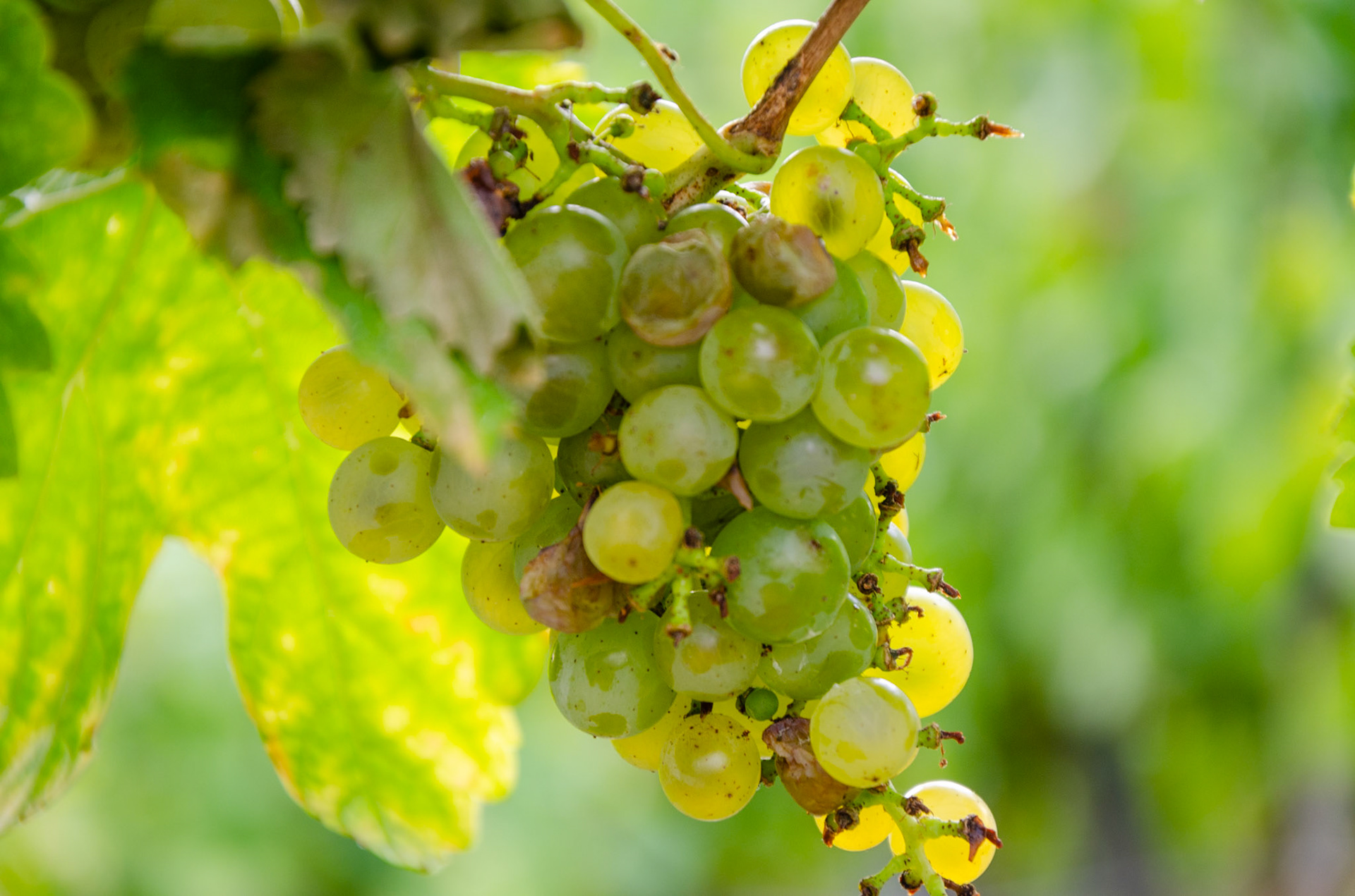 Wachau Valley vineyard