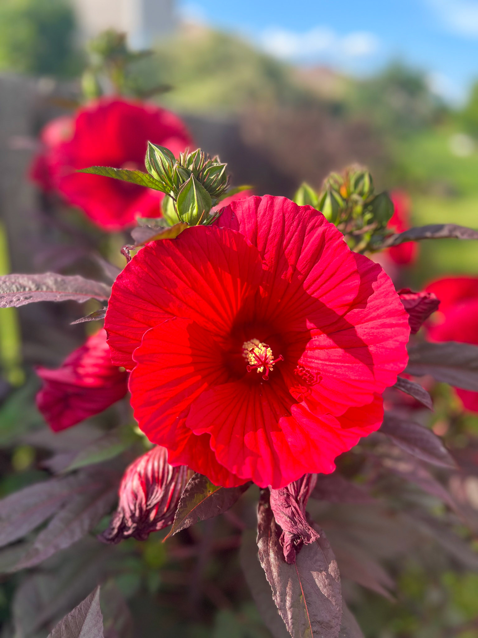 Crimson Red Hibiscus flower