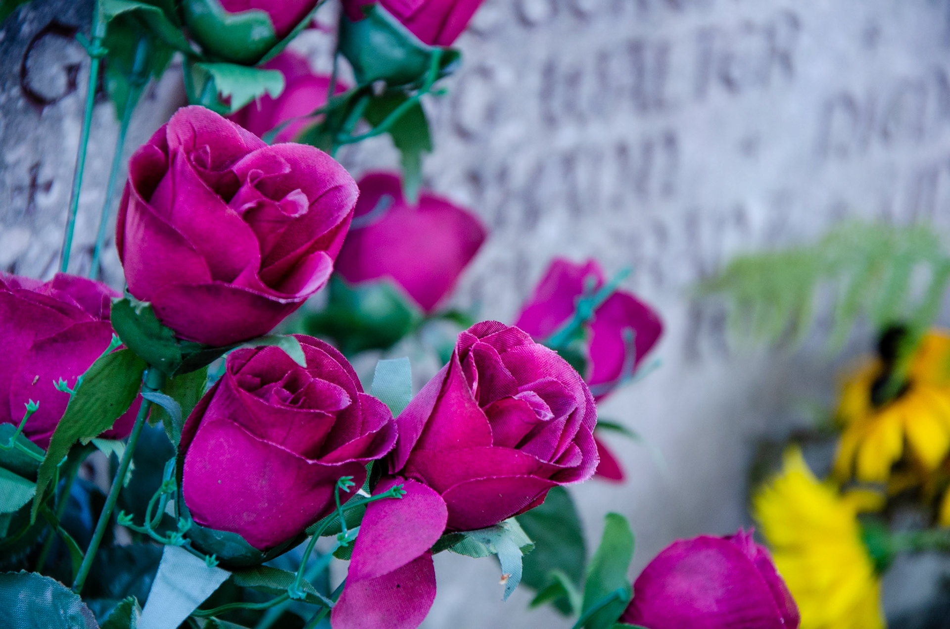 Cemetary roses