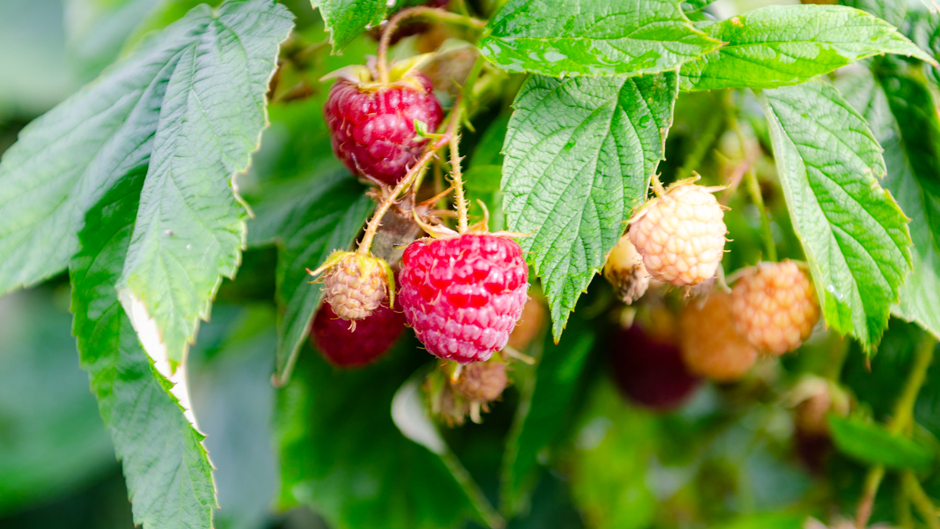 Raspberries in harvest