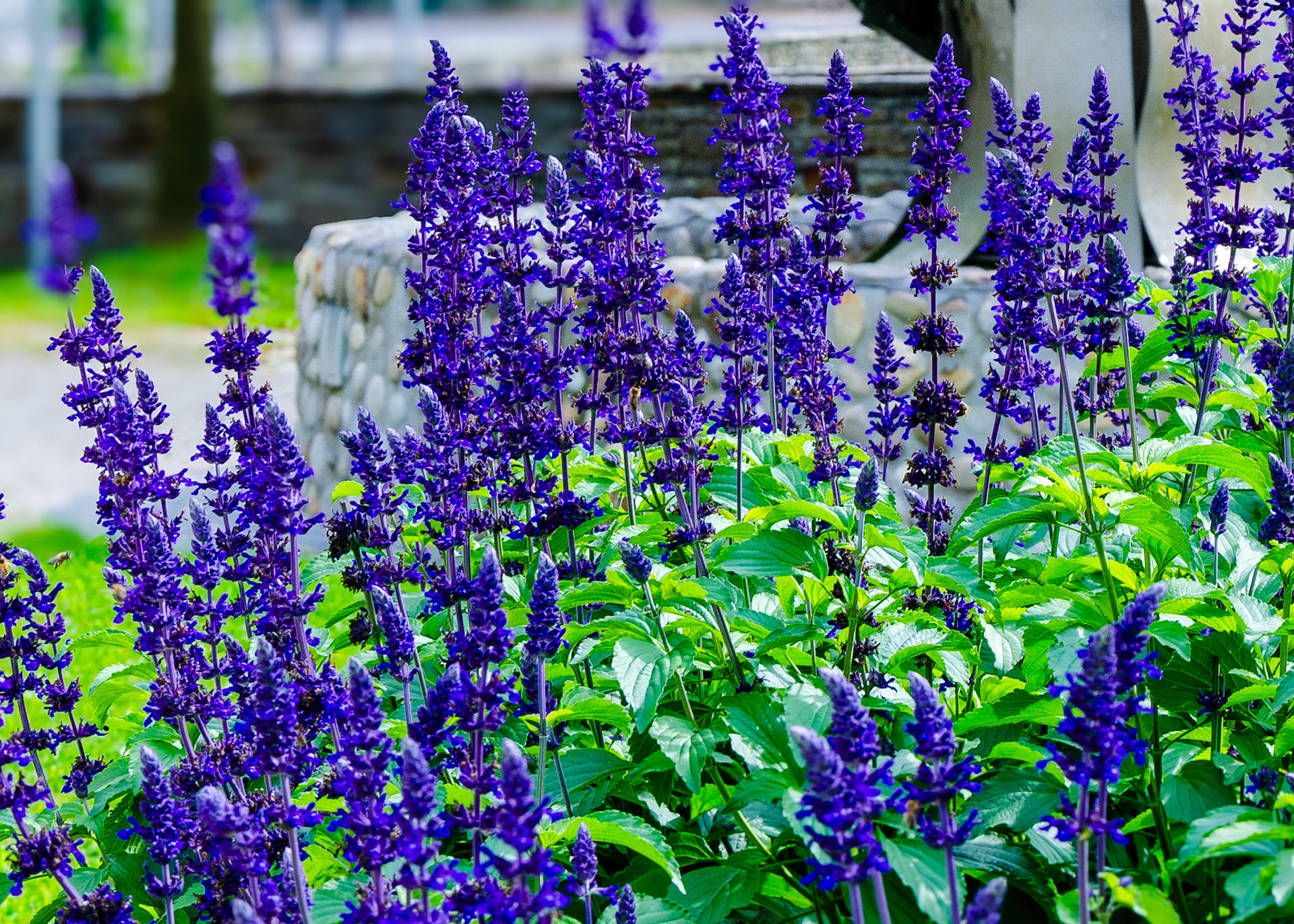 Purple flower spears