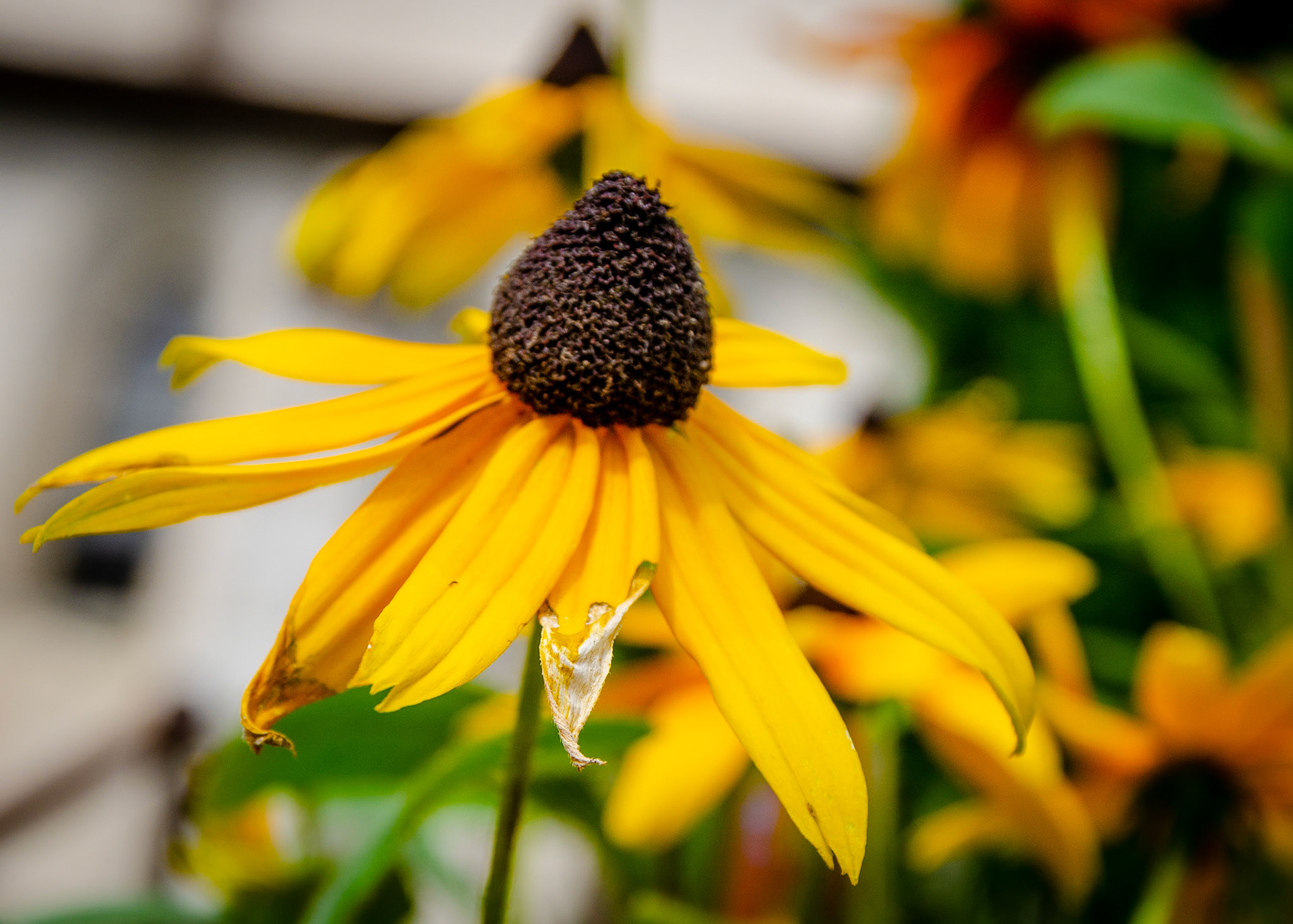 Black-eyed Susan flower patch