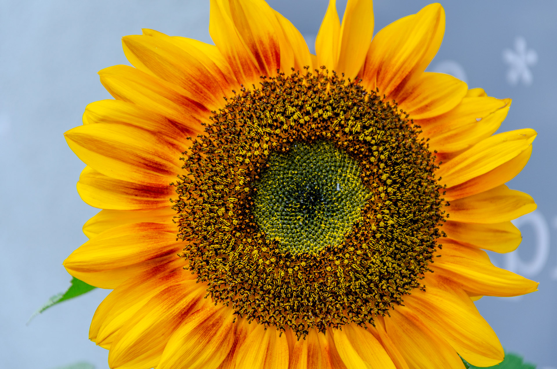 Sunflower outside Cafe