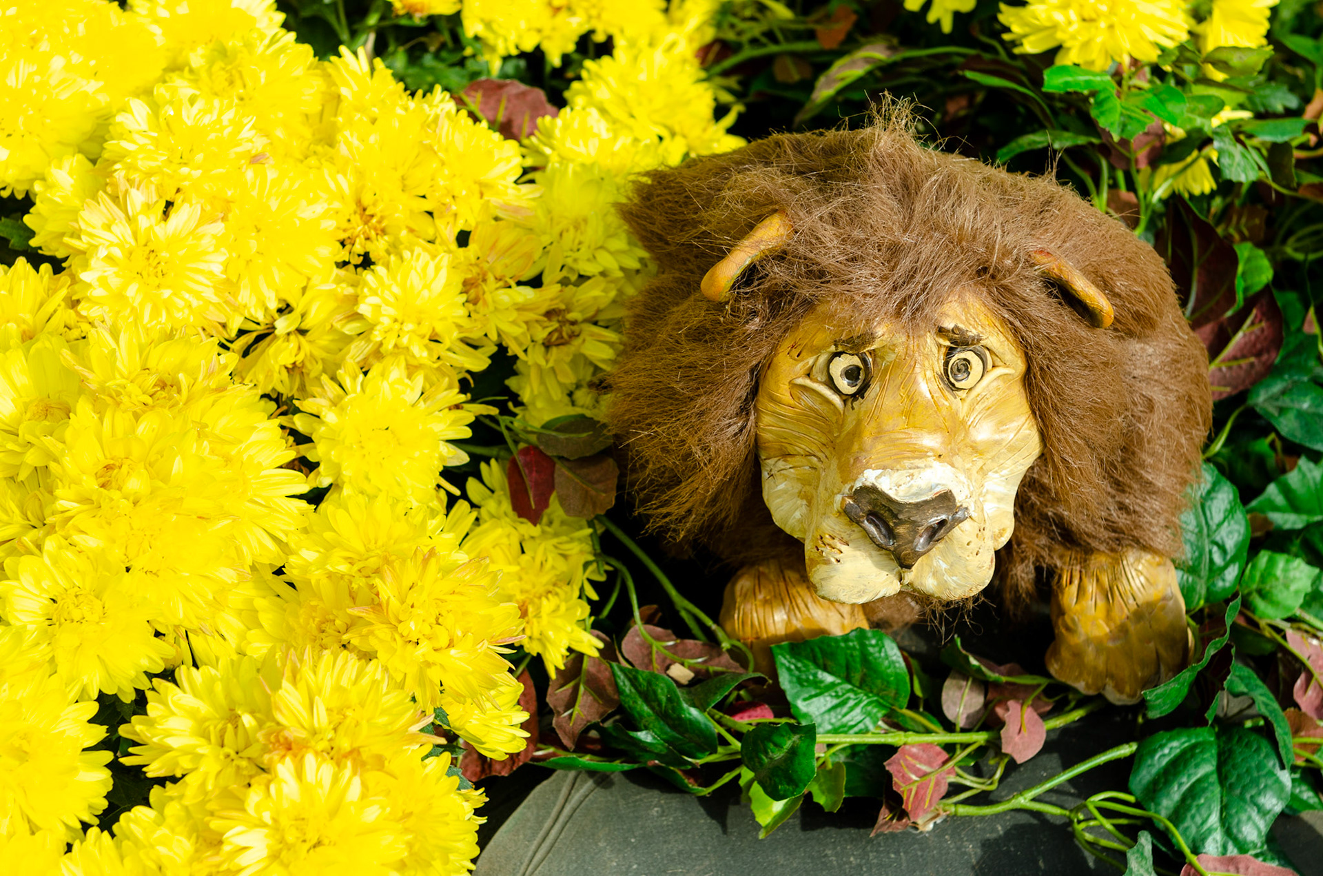 Cowardly Lion wildflowers