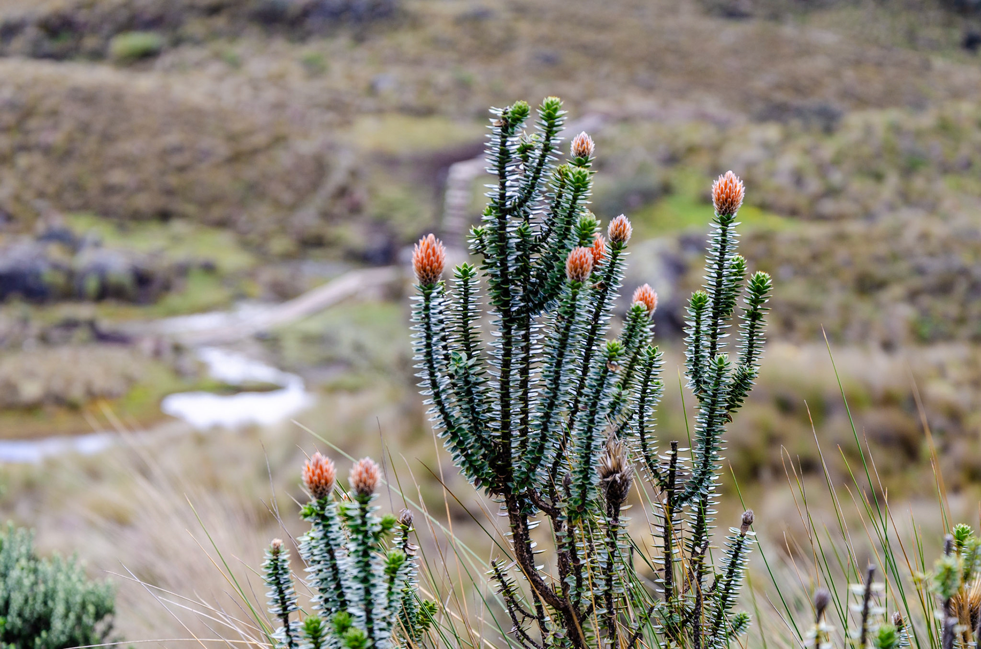 Parque Nacional Cajas Chuquirahua (flower of the Andes)