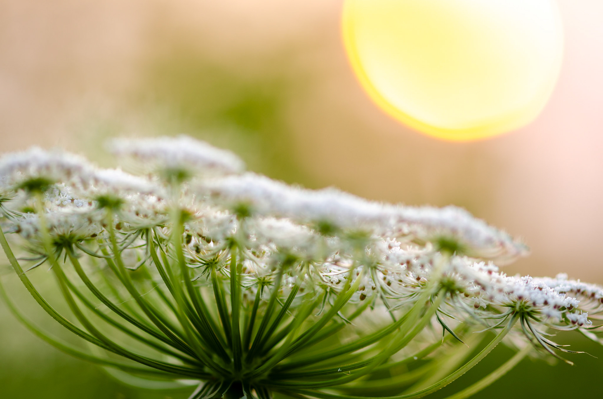 Queen Anne's Lace in morning light