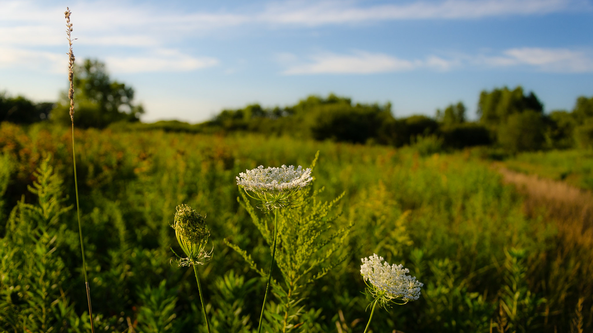 Queen Anne's Lace at Governor Nelson SP