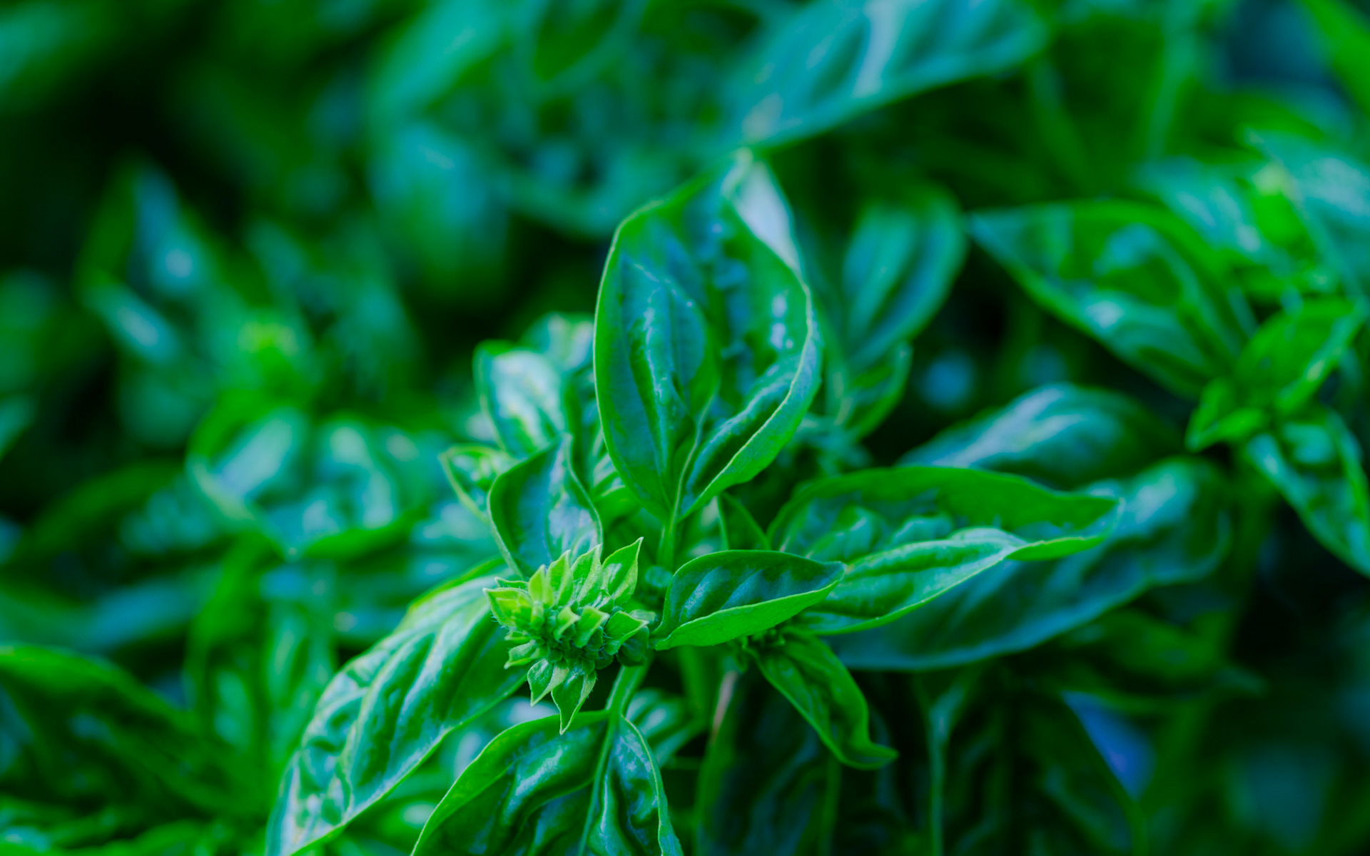 Basil in morning light