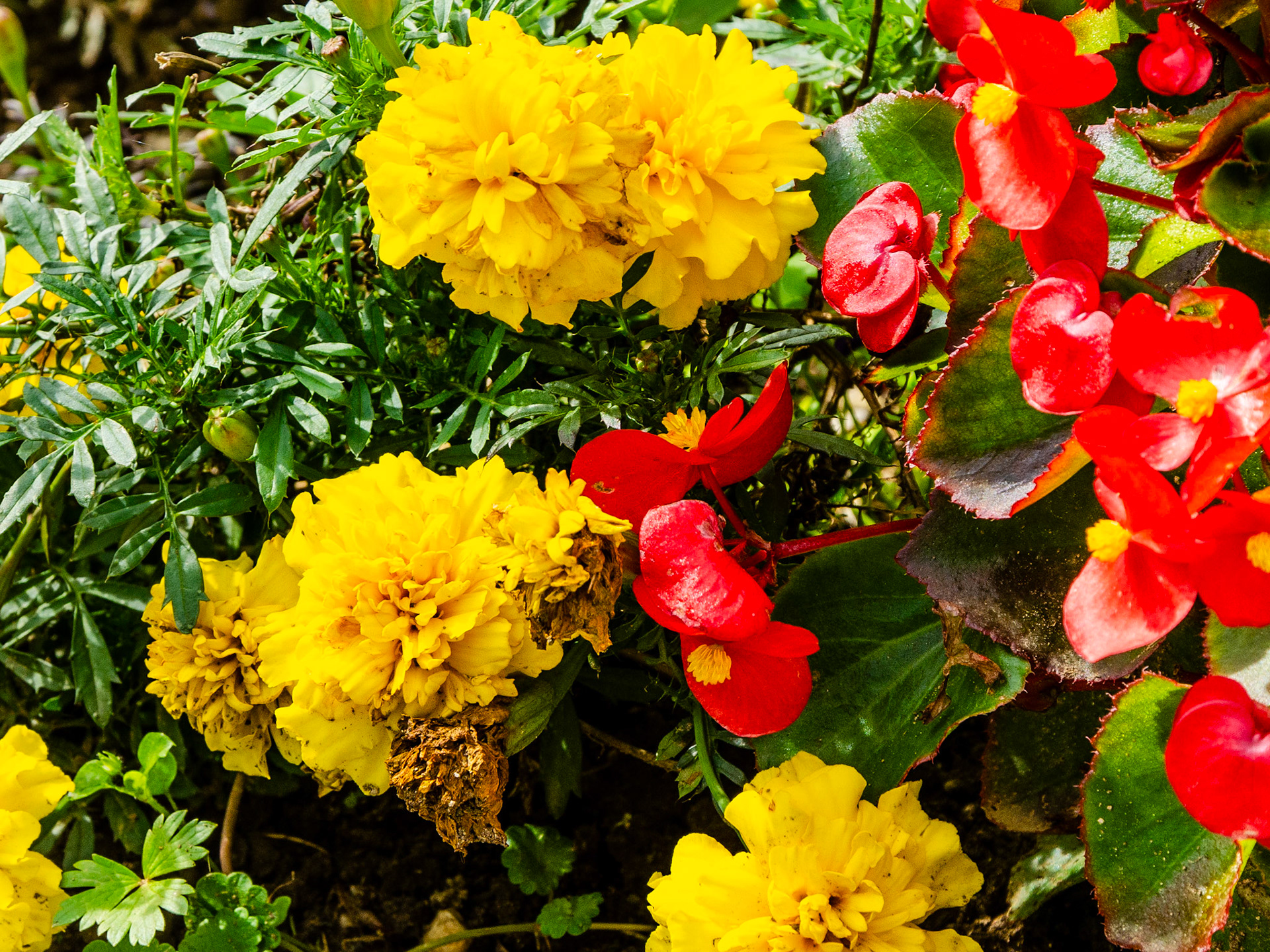 Flower garden in Kirchberg