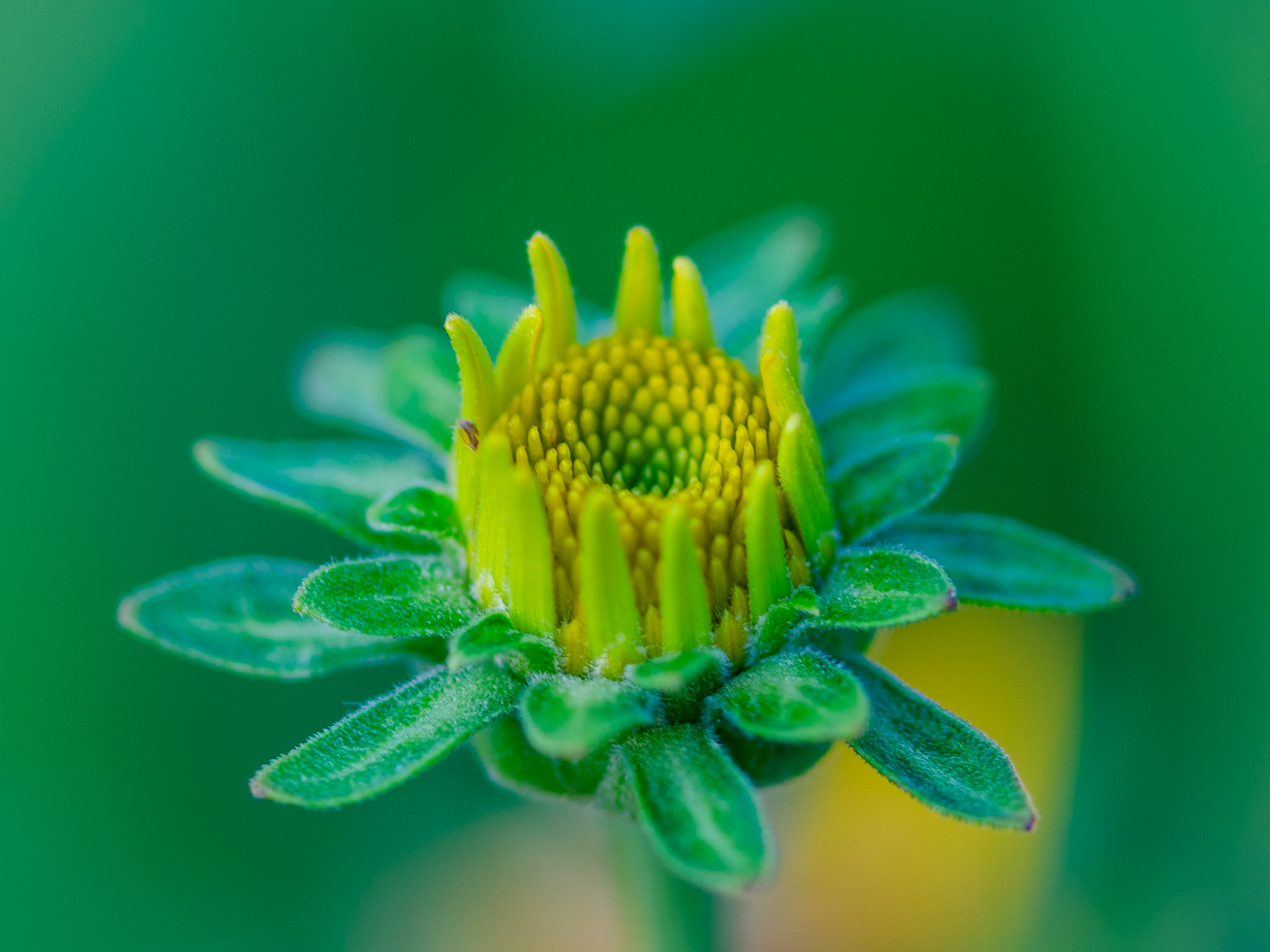 Infant Woodland Sunflower