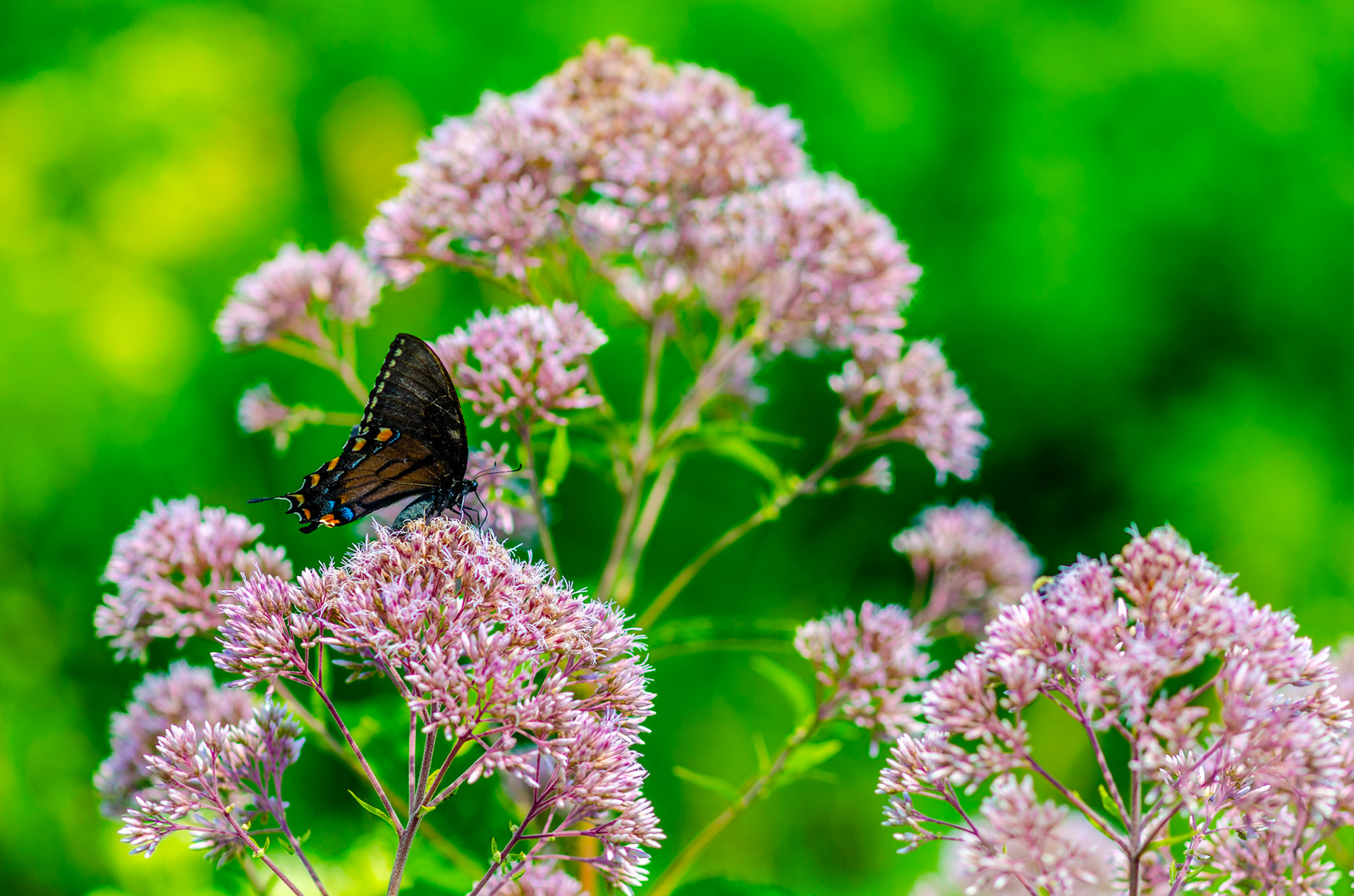 Black Swallowtail butterfly on wildflower