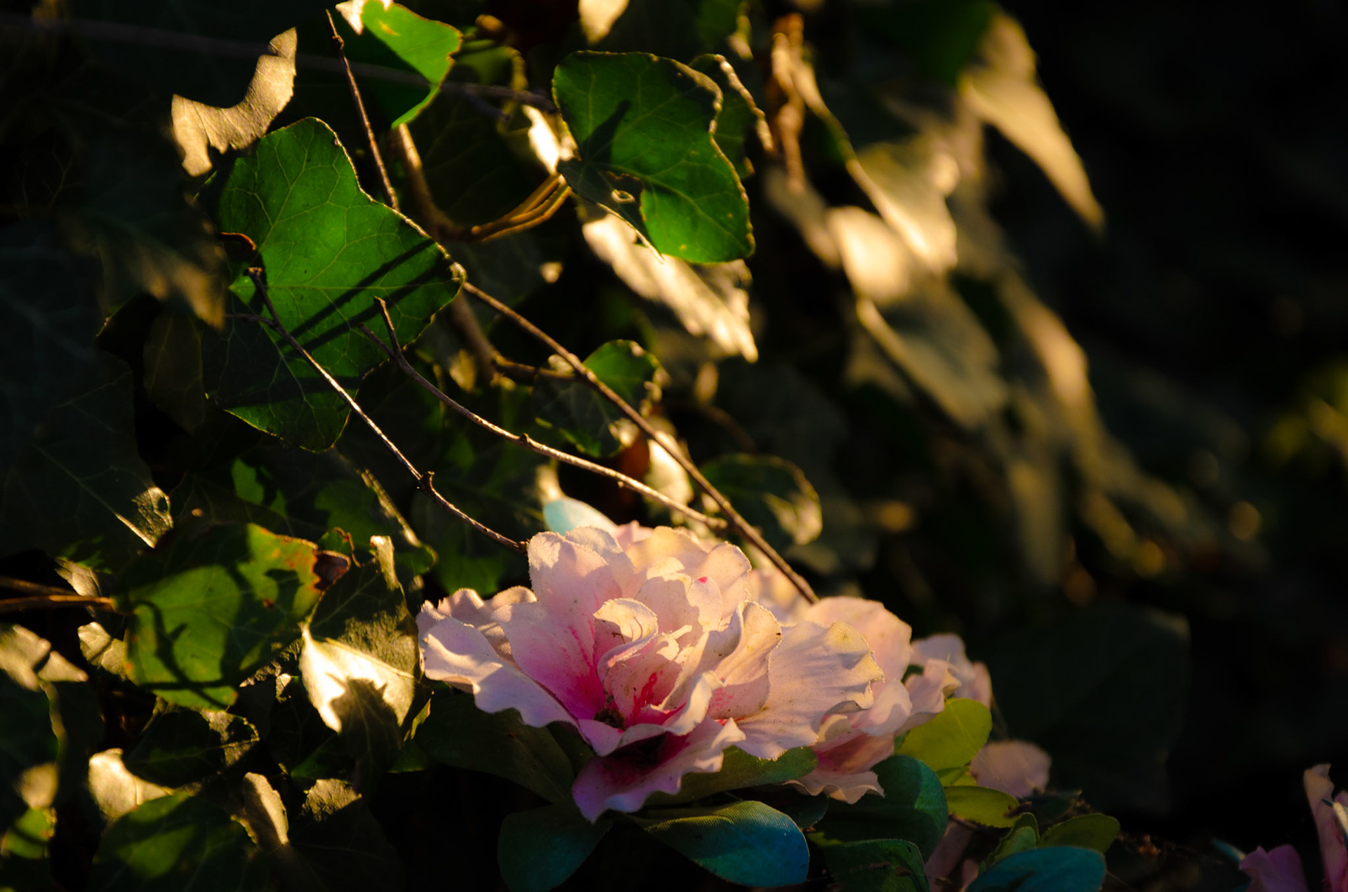 Pink cemetary flowers in morning light