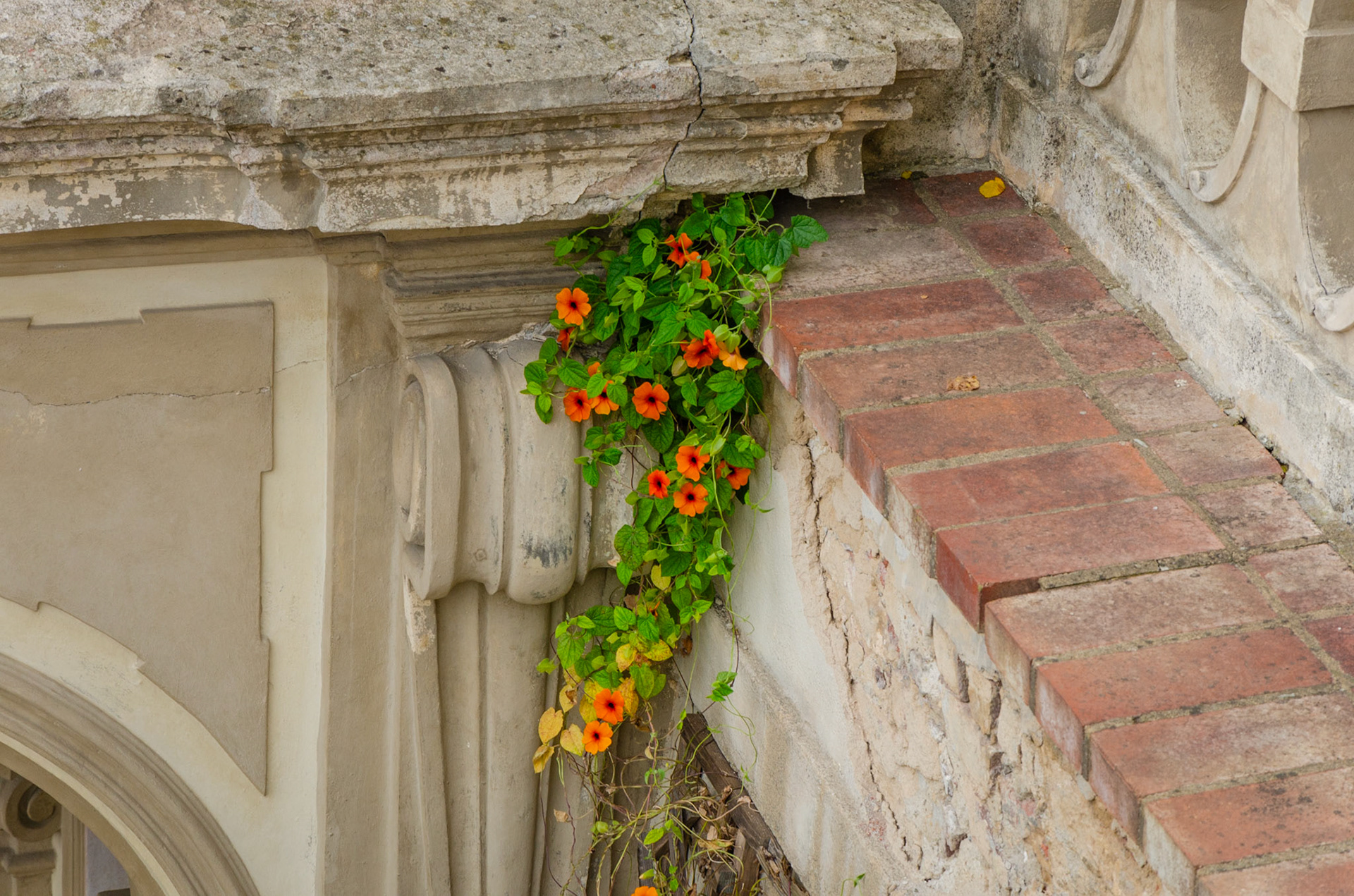 Overgrown flowers in Prague