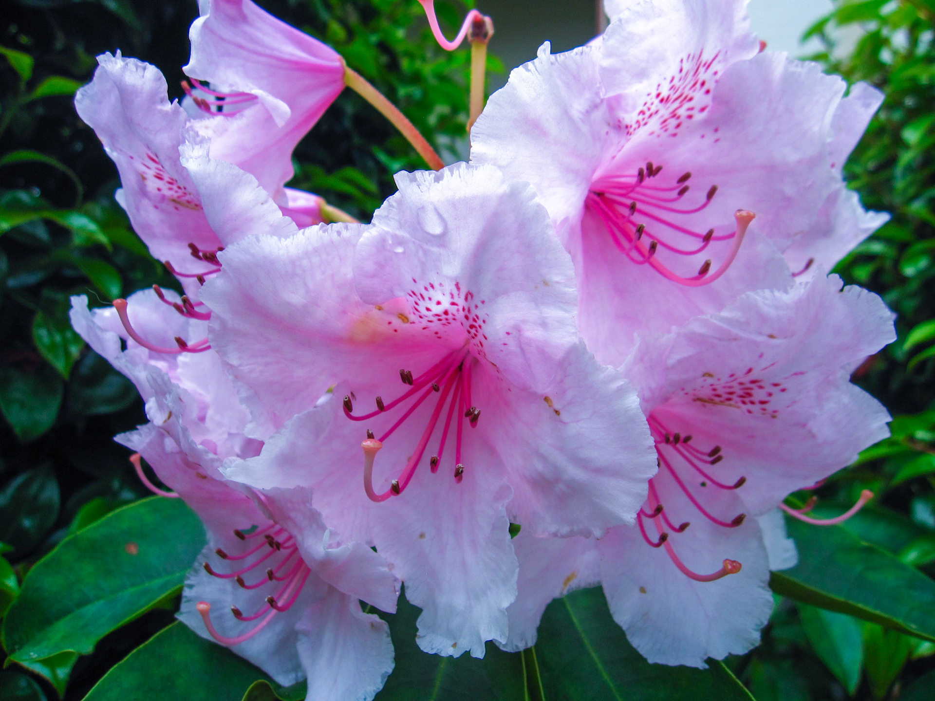 Light Pink Rhododendron