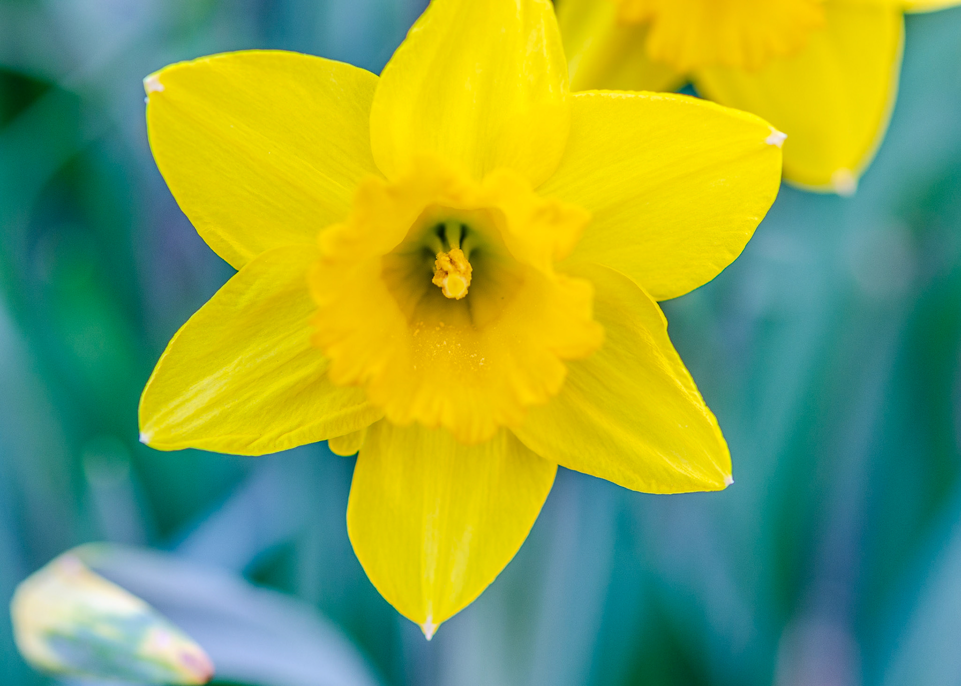 Daffodil close-up