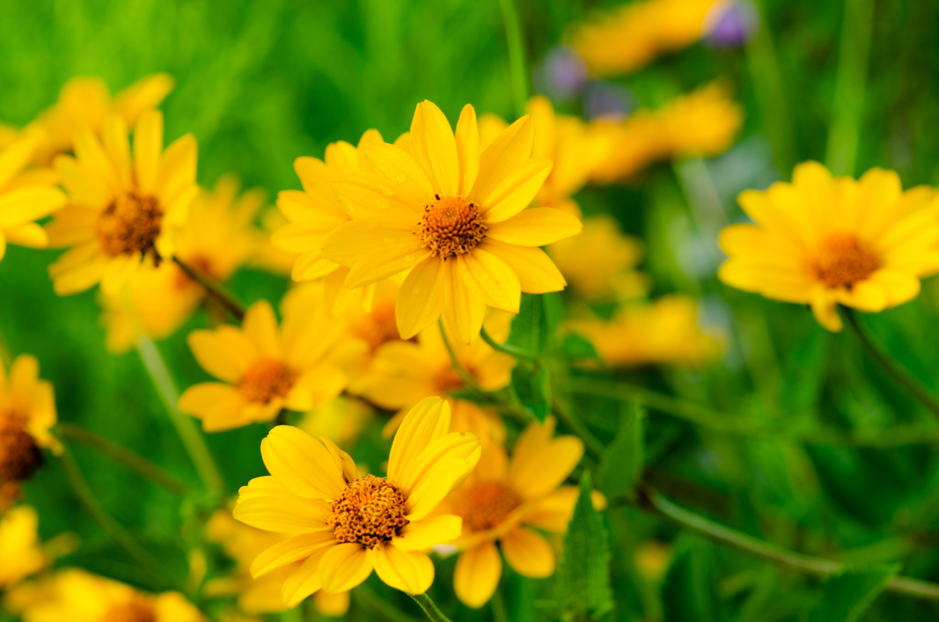 Patch of Woodland sunflowers