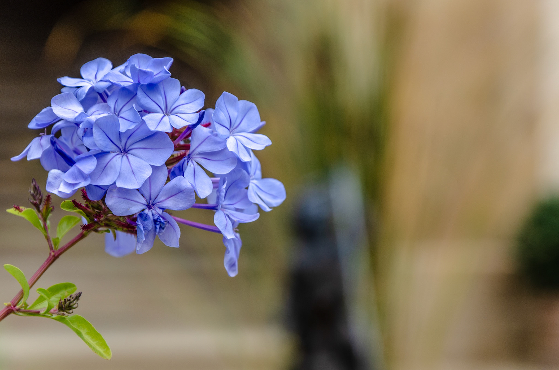 Prazsky Hrad hydrangea (Prague Castle grounds)