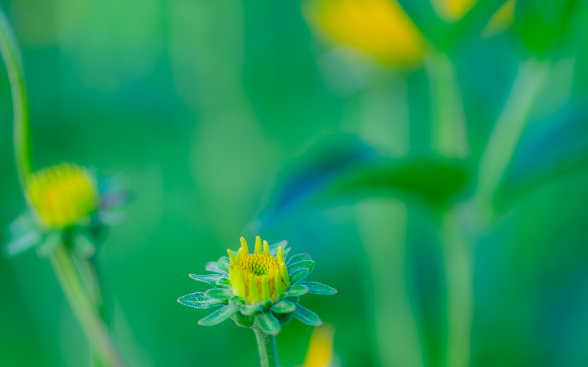 Woodland Sunflower in infancy