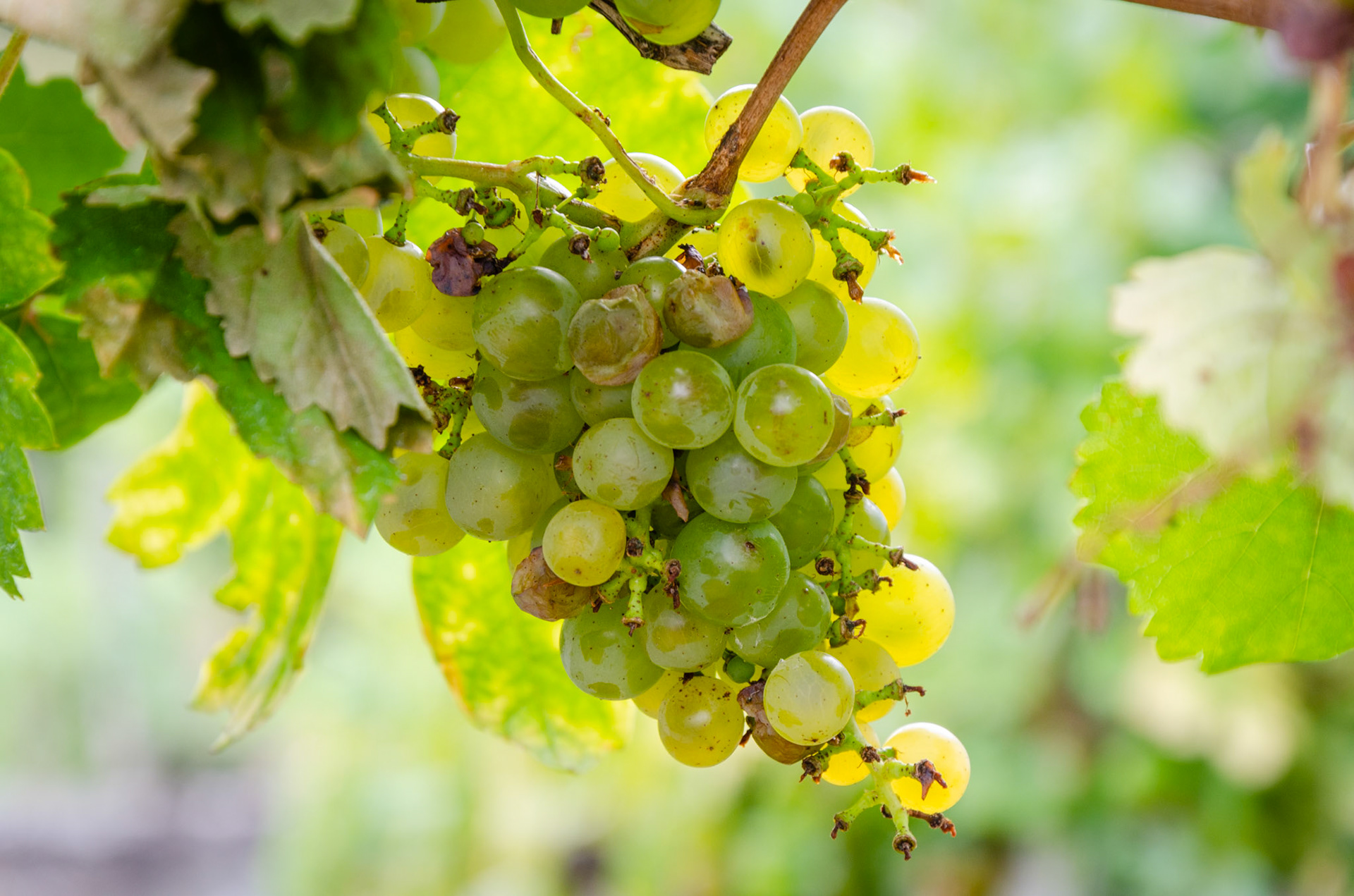 Wachau Valley vineyard