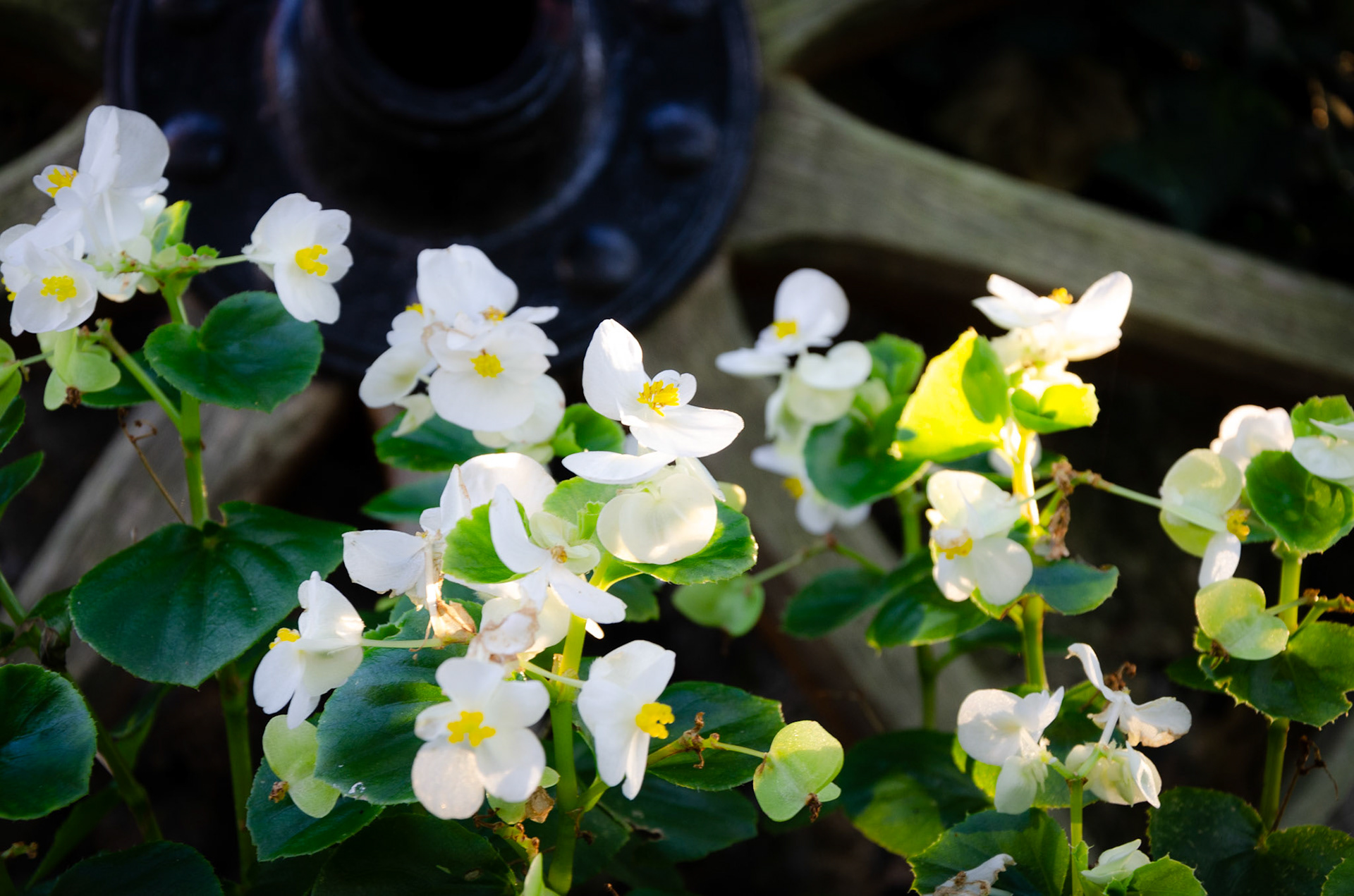 White flowers in cemetary garden