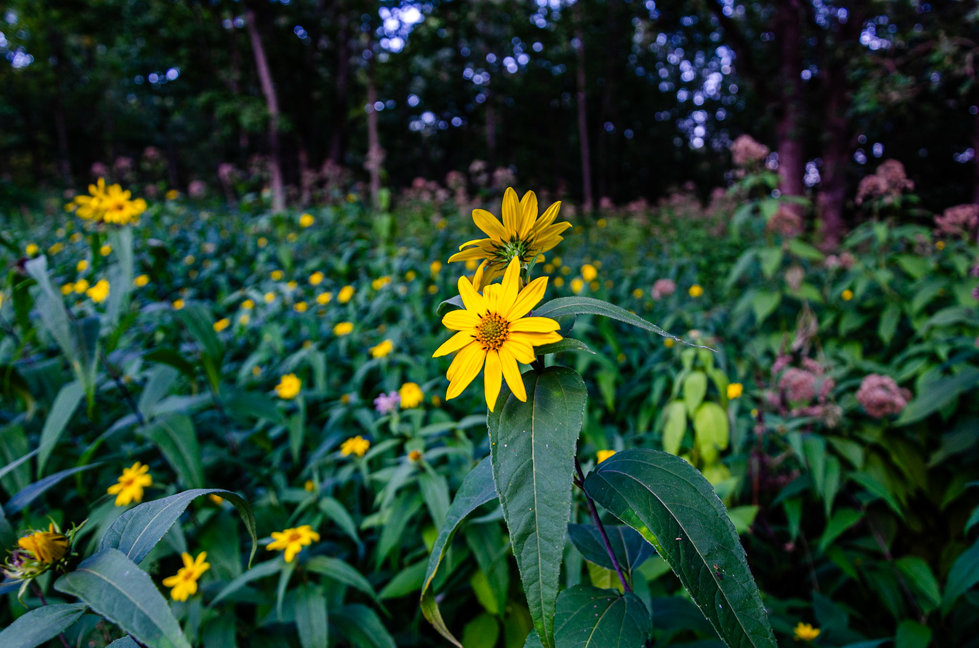 Woodland Sunflowers in meadow (Governor Nelson SP)