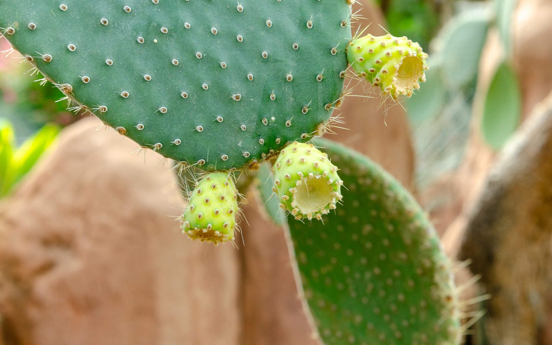 Cactus plant at Michell Park Domes