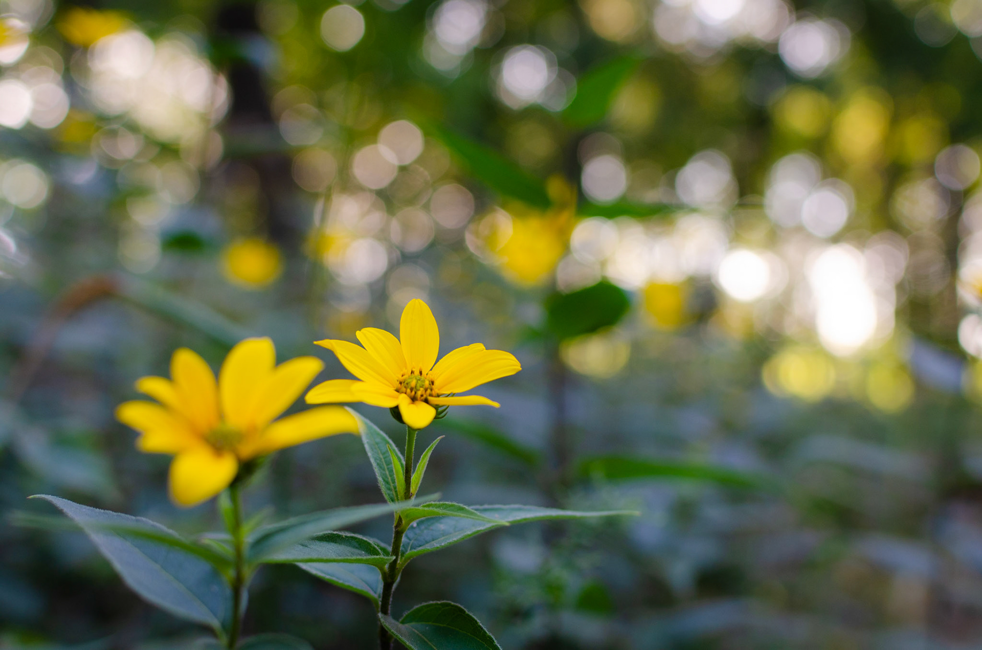 Woodland sunflower