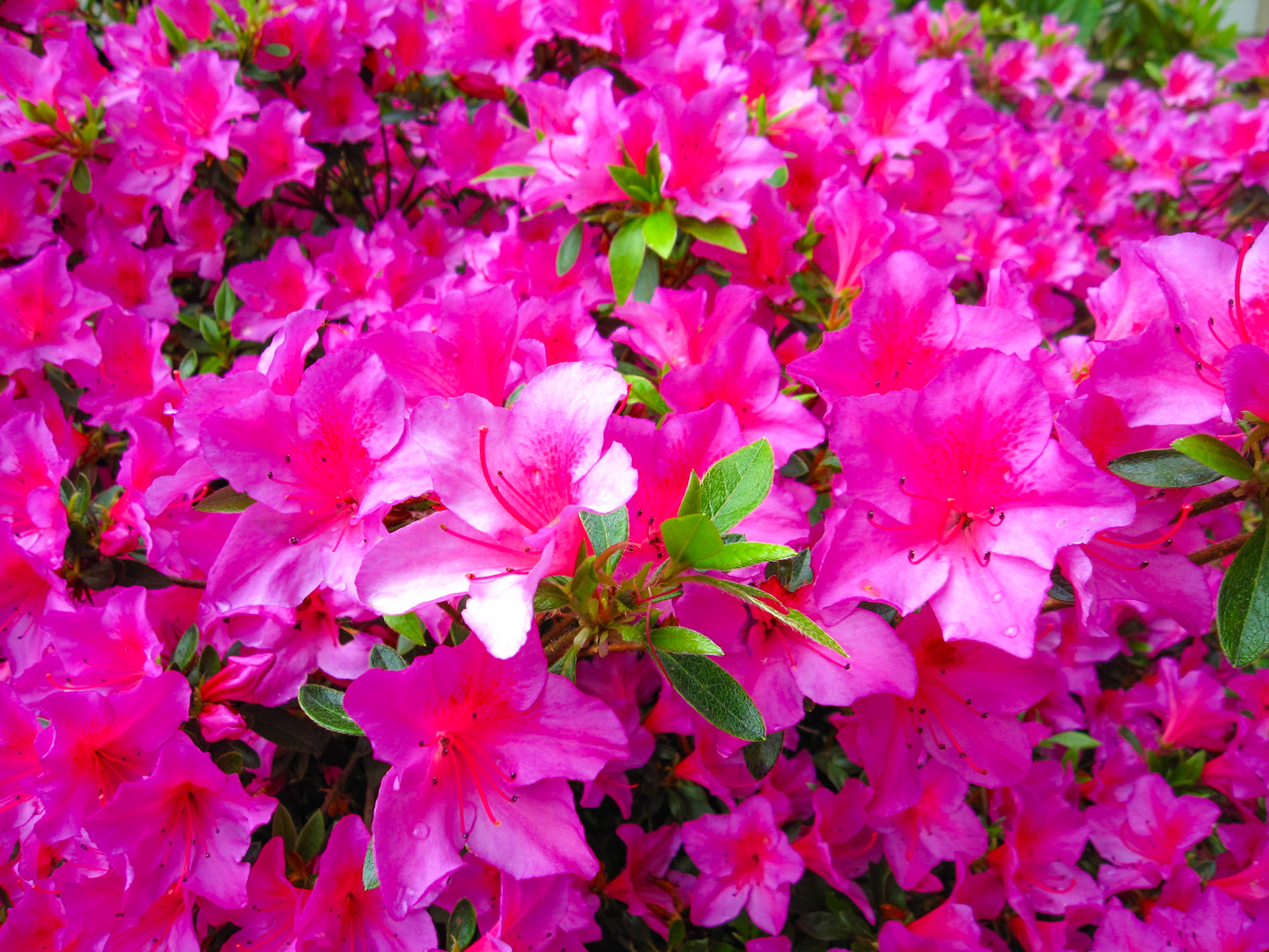Pink Coast Rhododendron