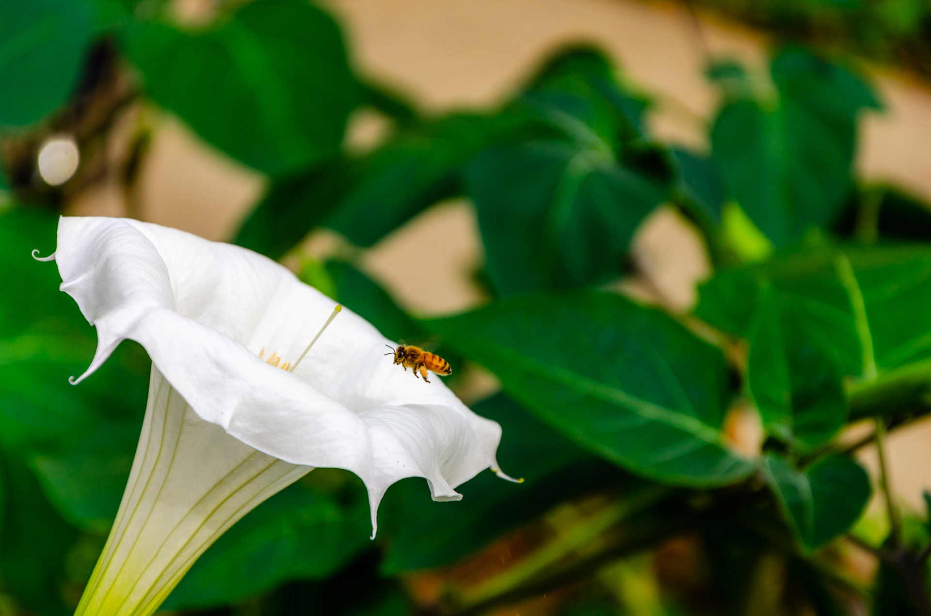 Moonflower with honey bee