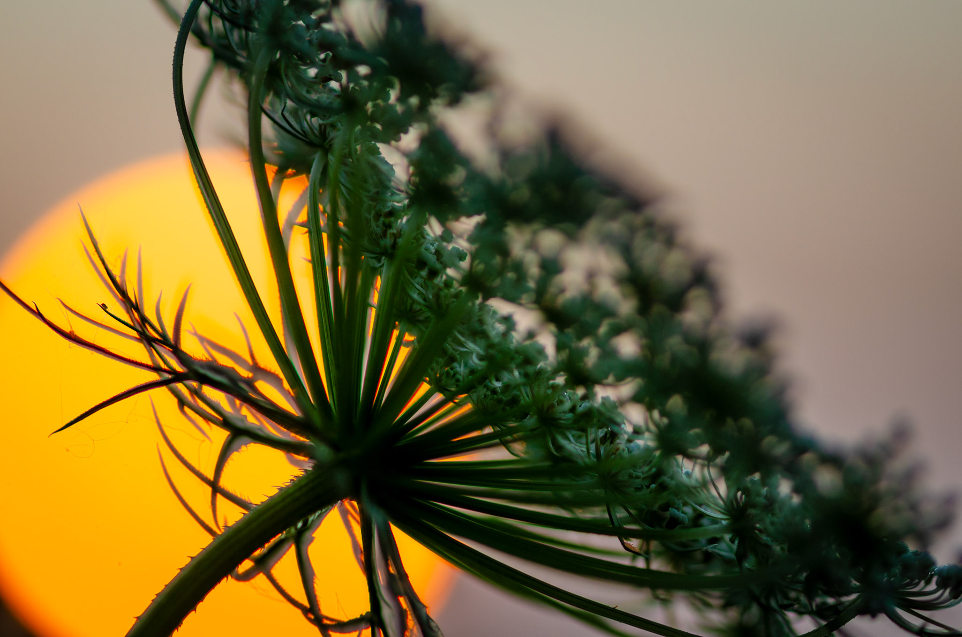 Queen Anne's Lace with rising sun