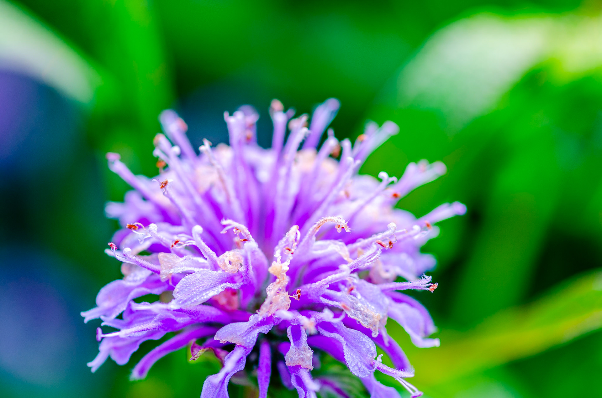 Wild Bergamot