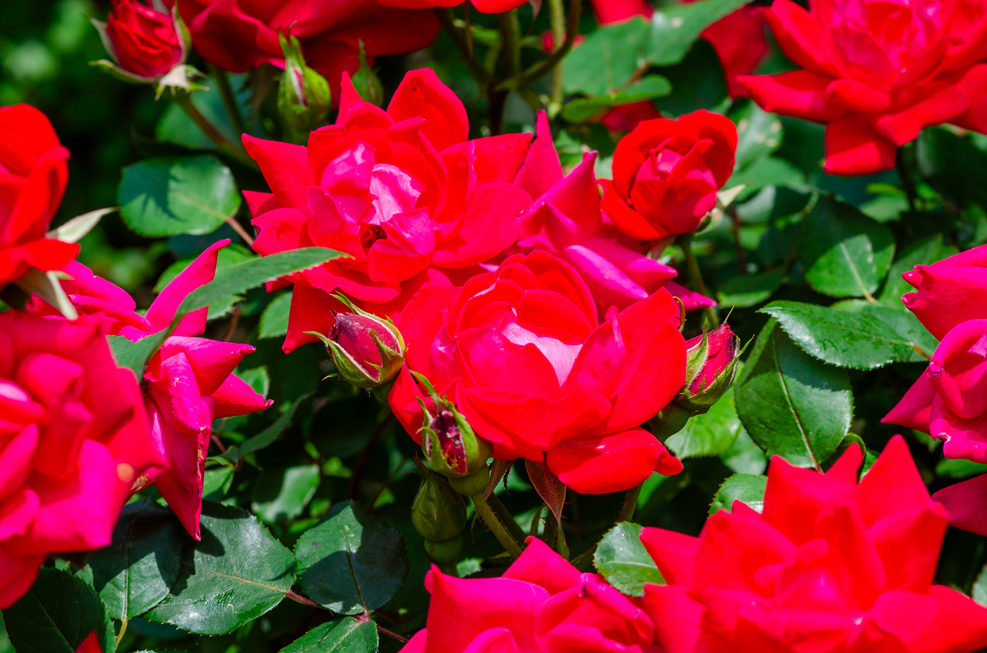 Red Roses at the Missouri Botanical Garden