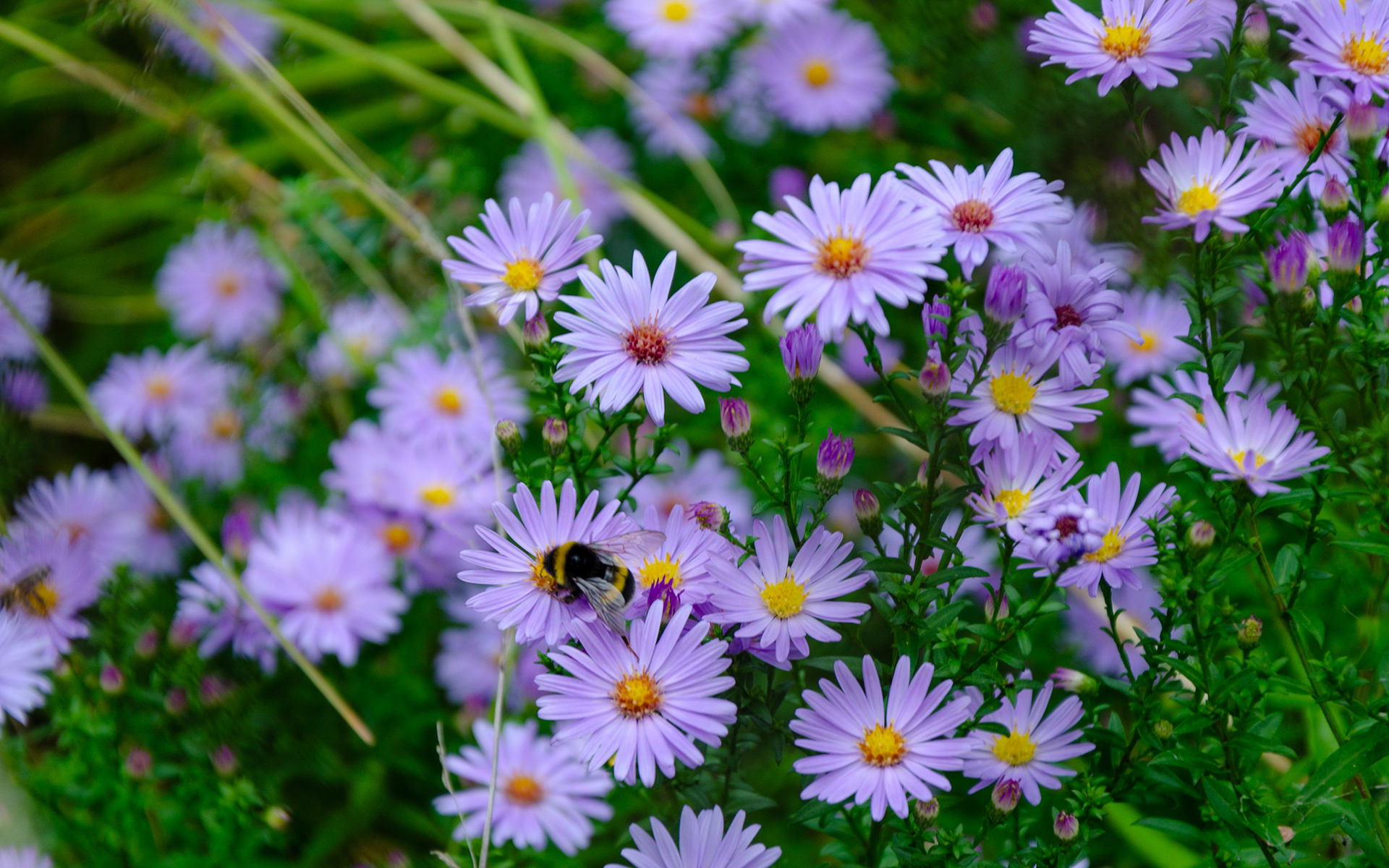 Wachau purple flowers and bumble bee