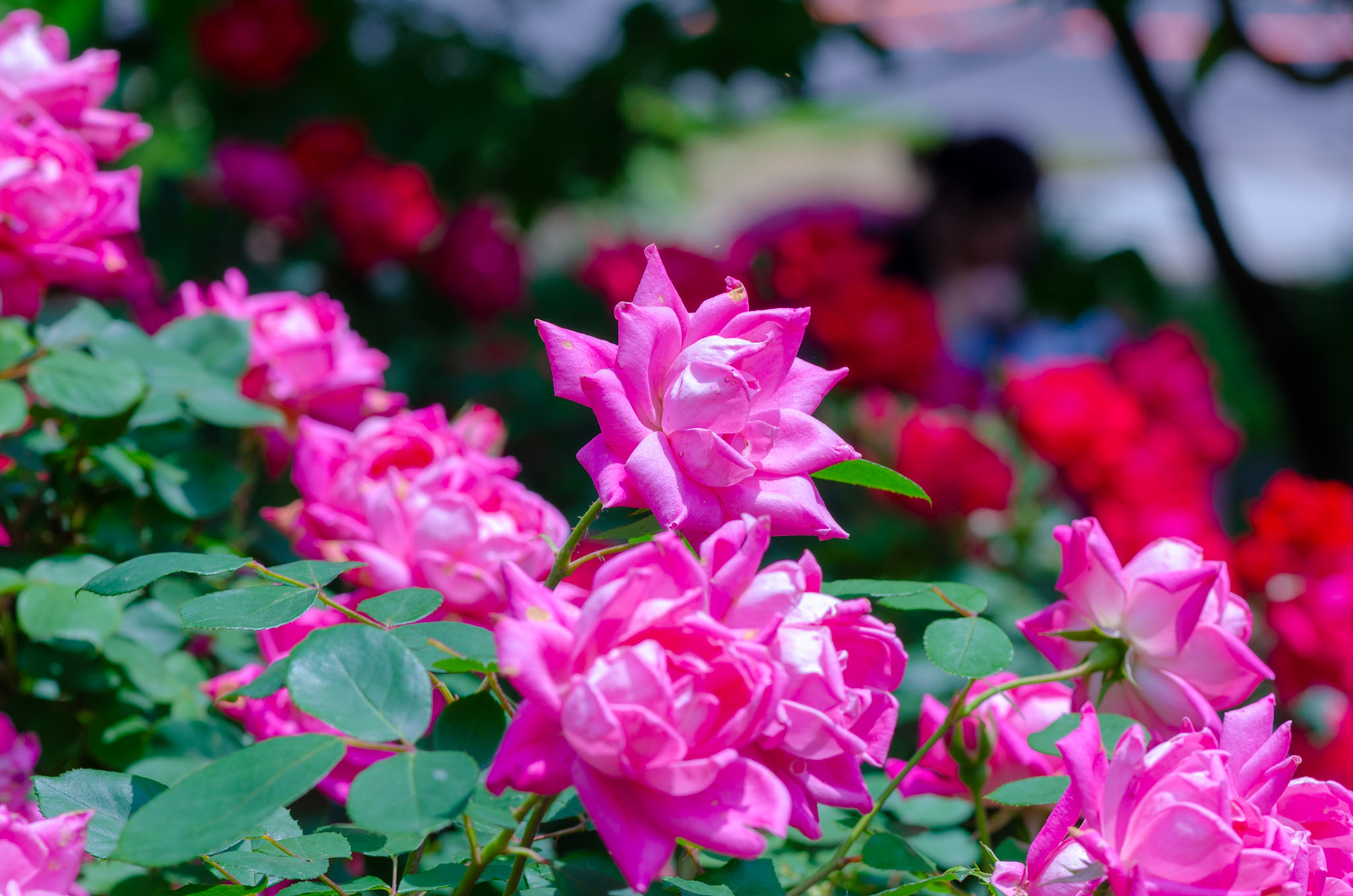 Pink Roses at the Missouri Botanical Garden