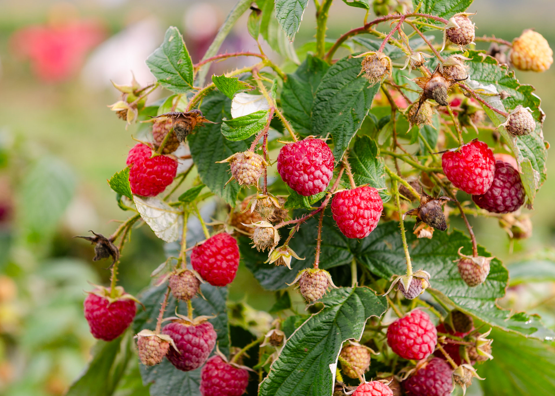 Raspberry plant (Eplegaarden)