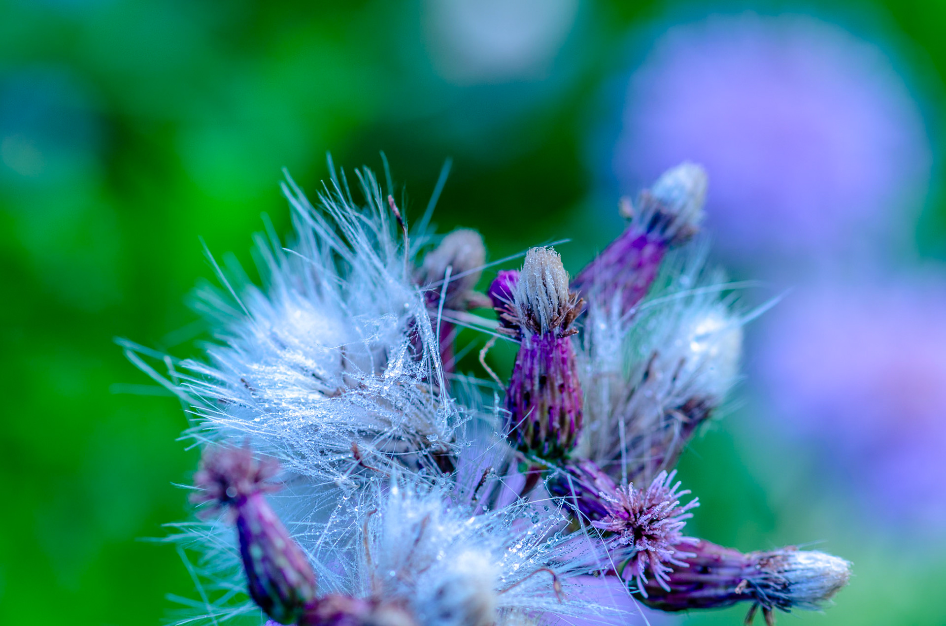 Wisconsin purple wildflower