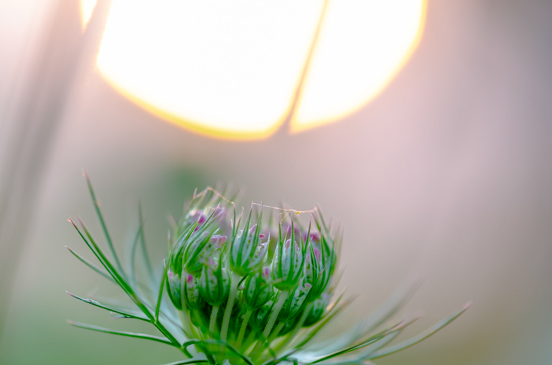 Wisconsin blooming wildflower