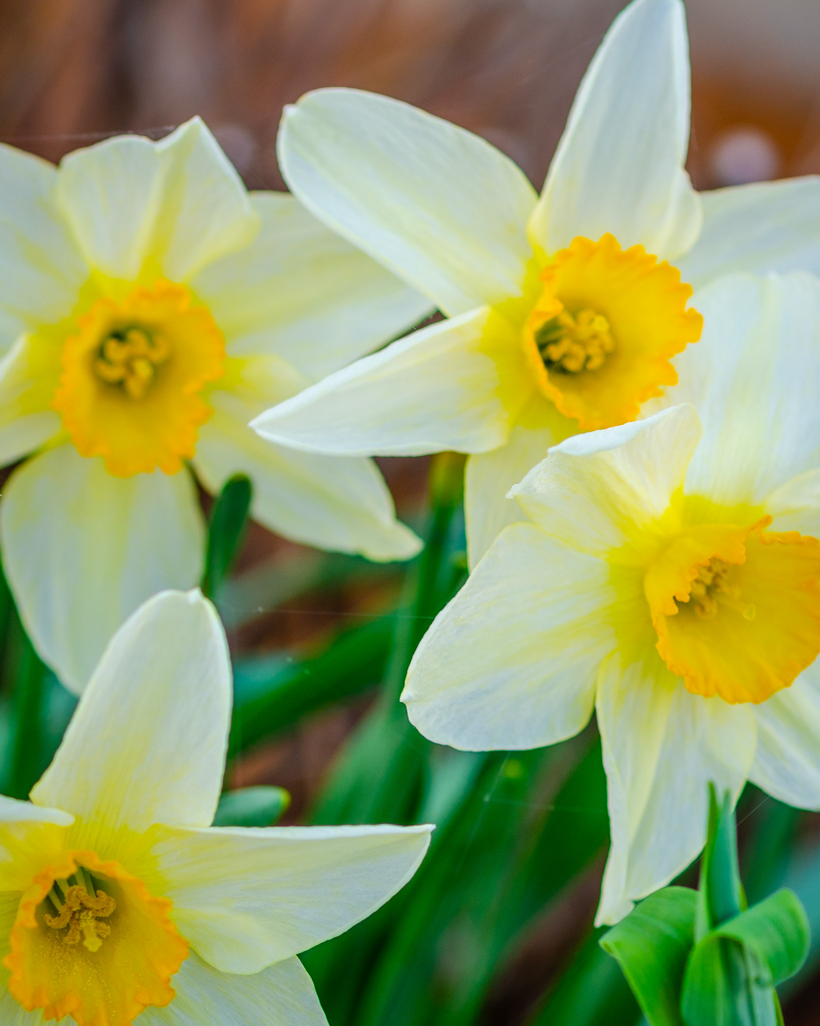 Golden Echo Daffodil