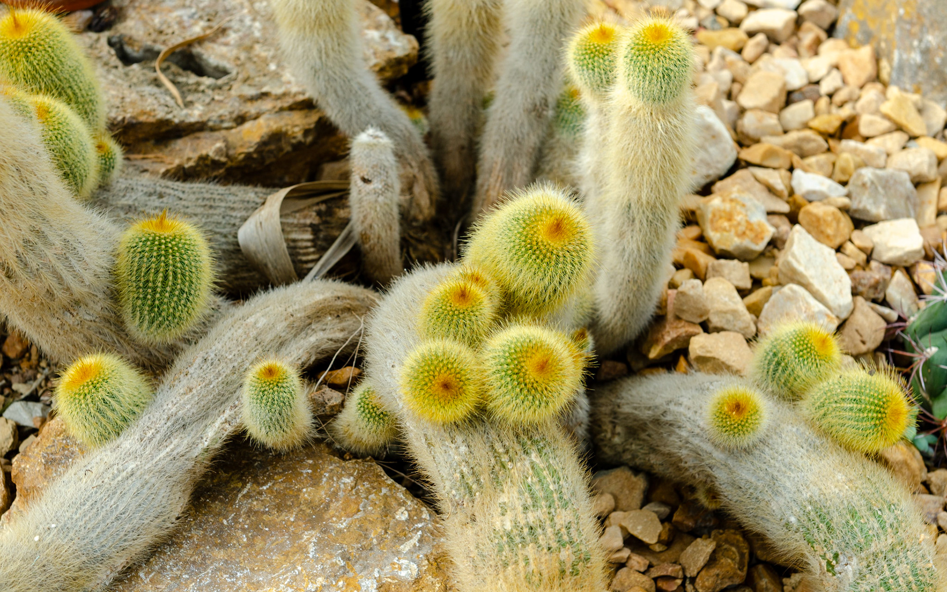 Mitchell Domes cactus