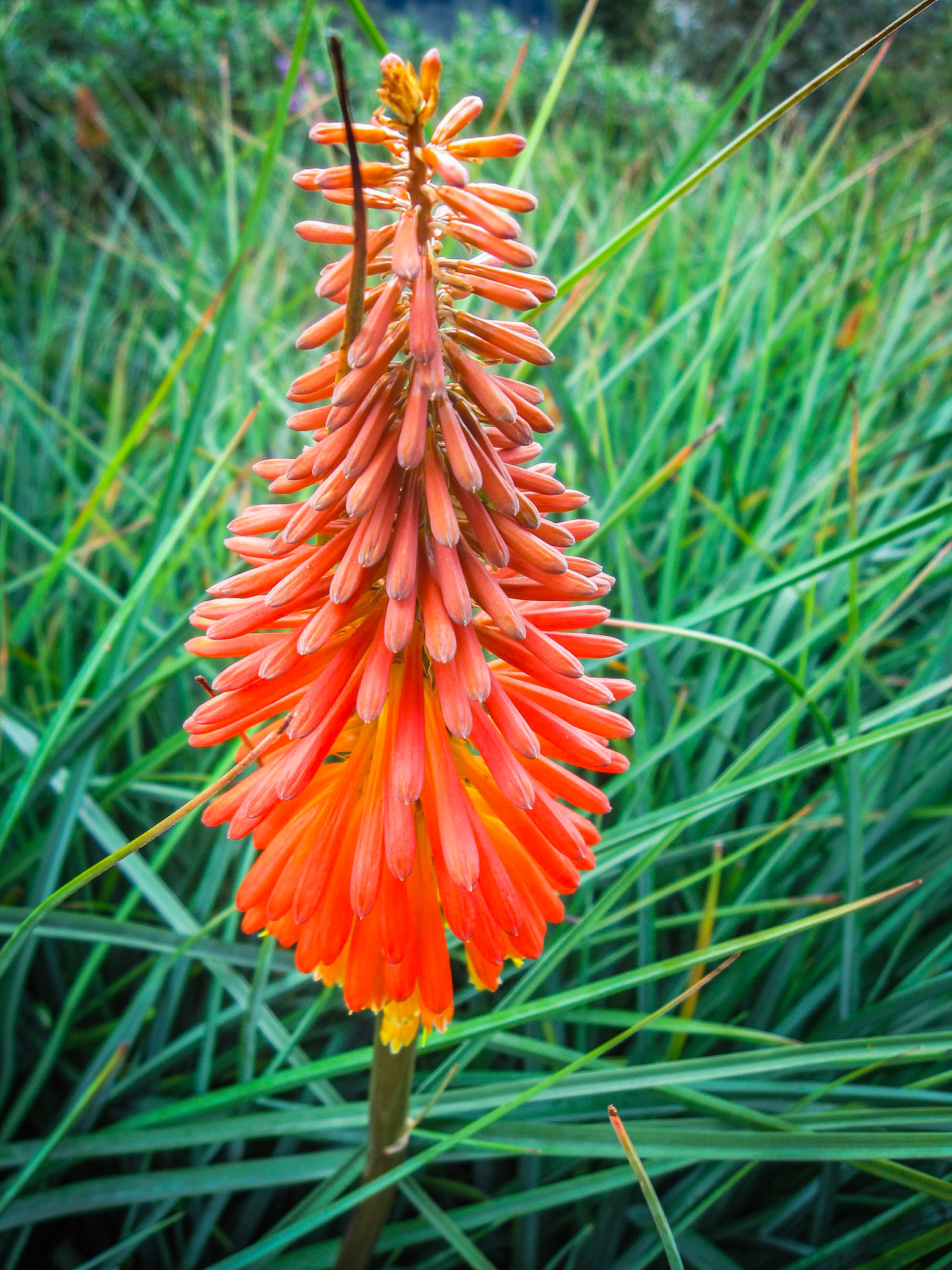 Mount Monserrate wildflower