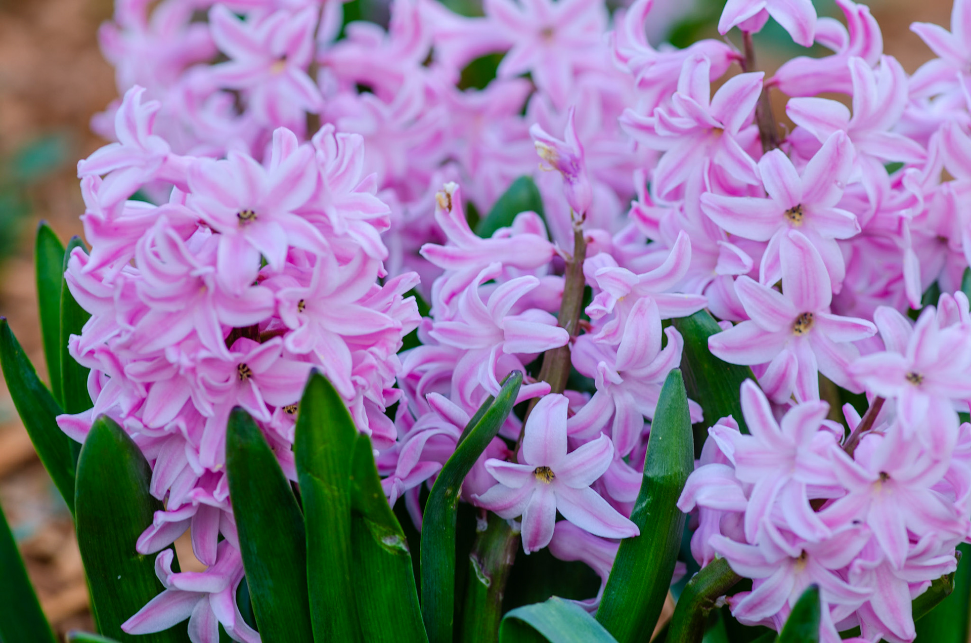 Pink and white border lilies