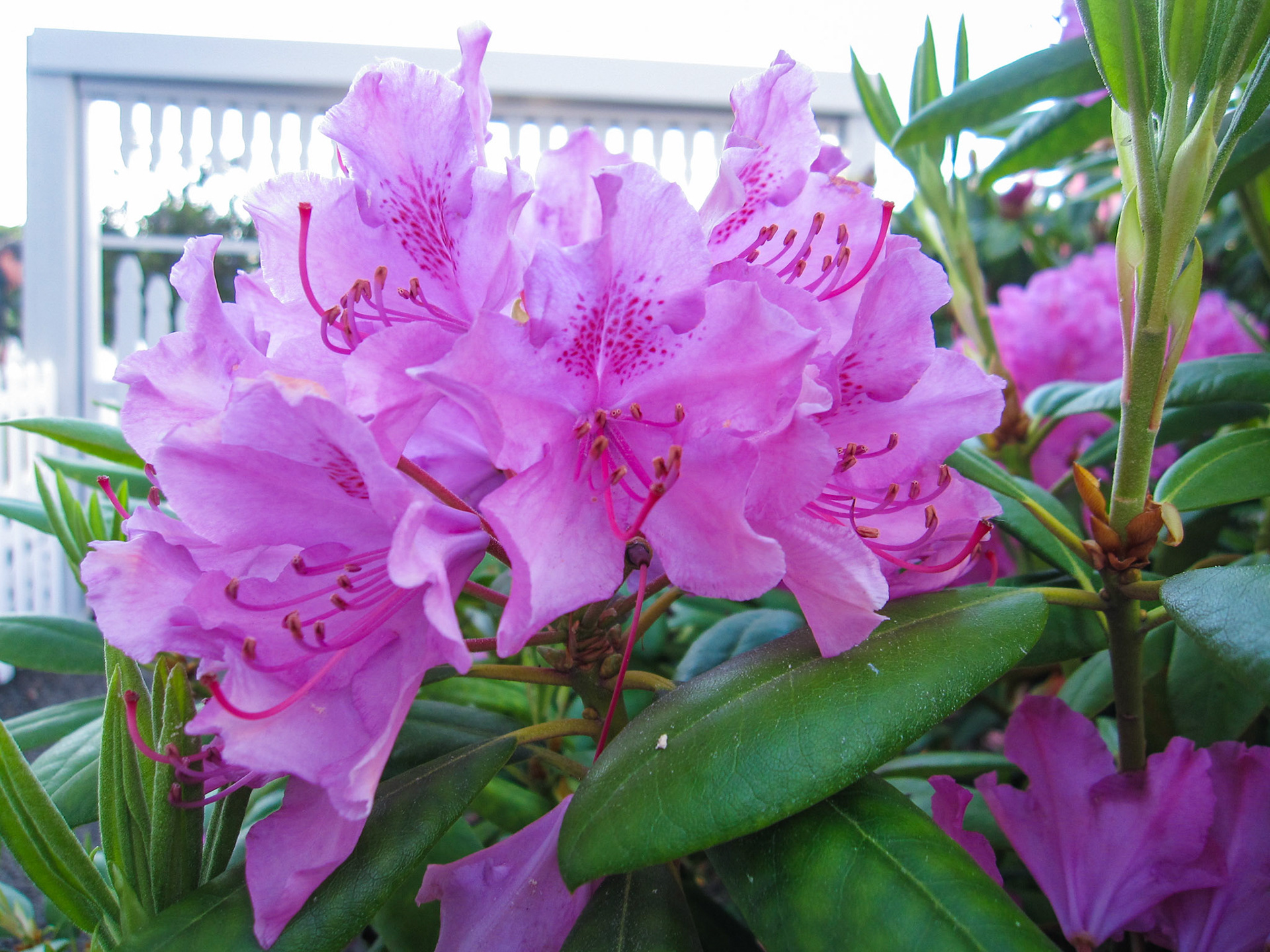 Light Pink Rhododendron
