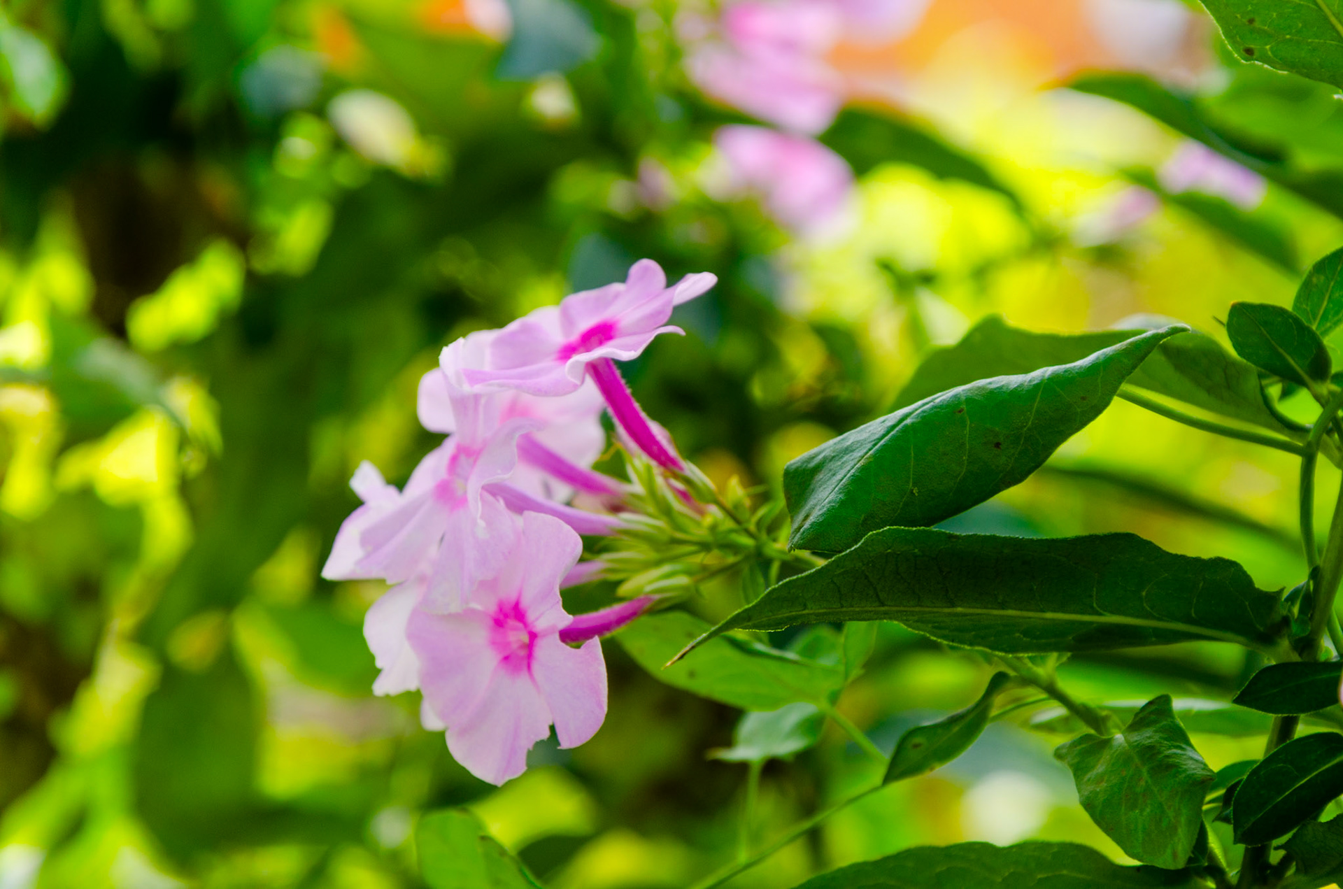 Pink flowers in Kirchberg