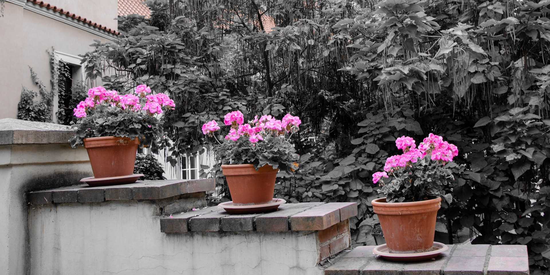 Prague's pink flowers in pots