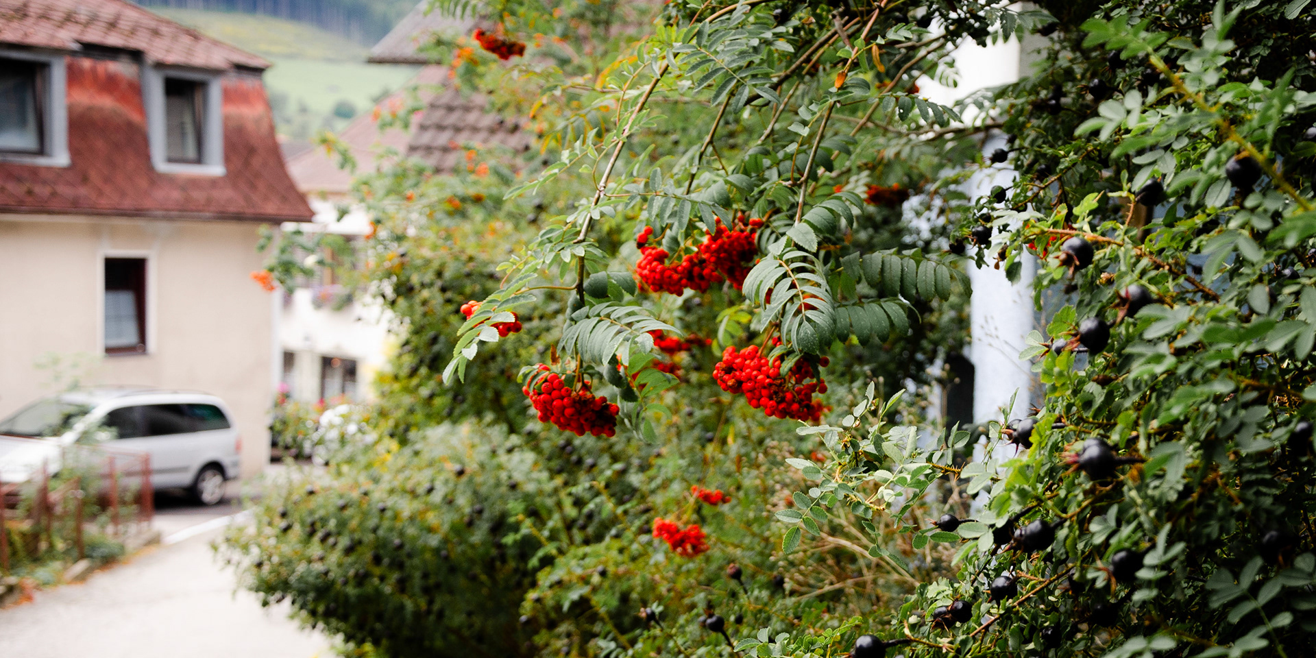 Kirchberg berry trees lining the walkways
