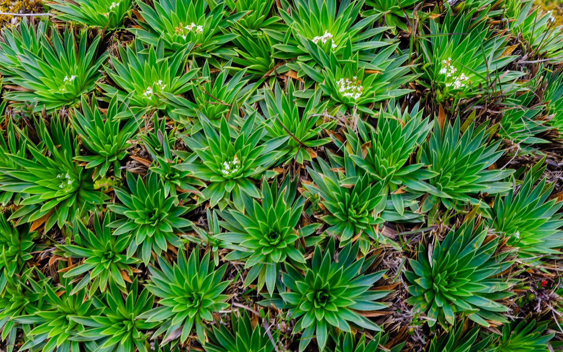 Parque Nacional Cajas bromeliads