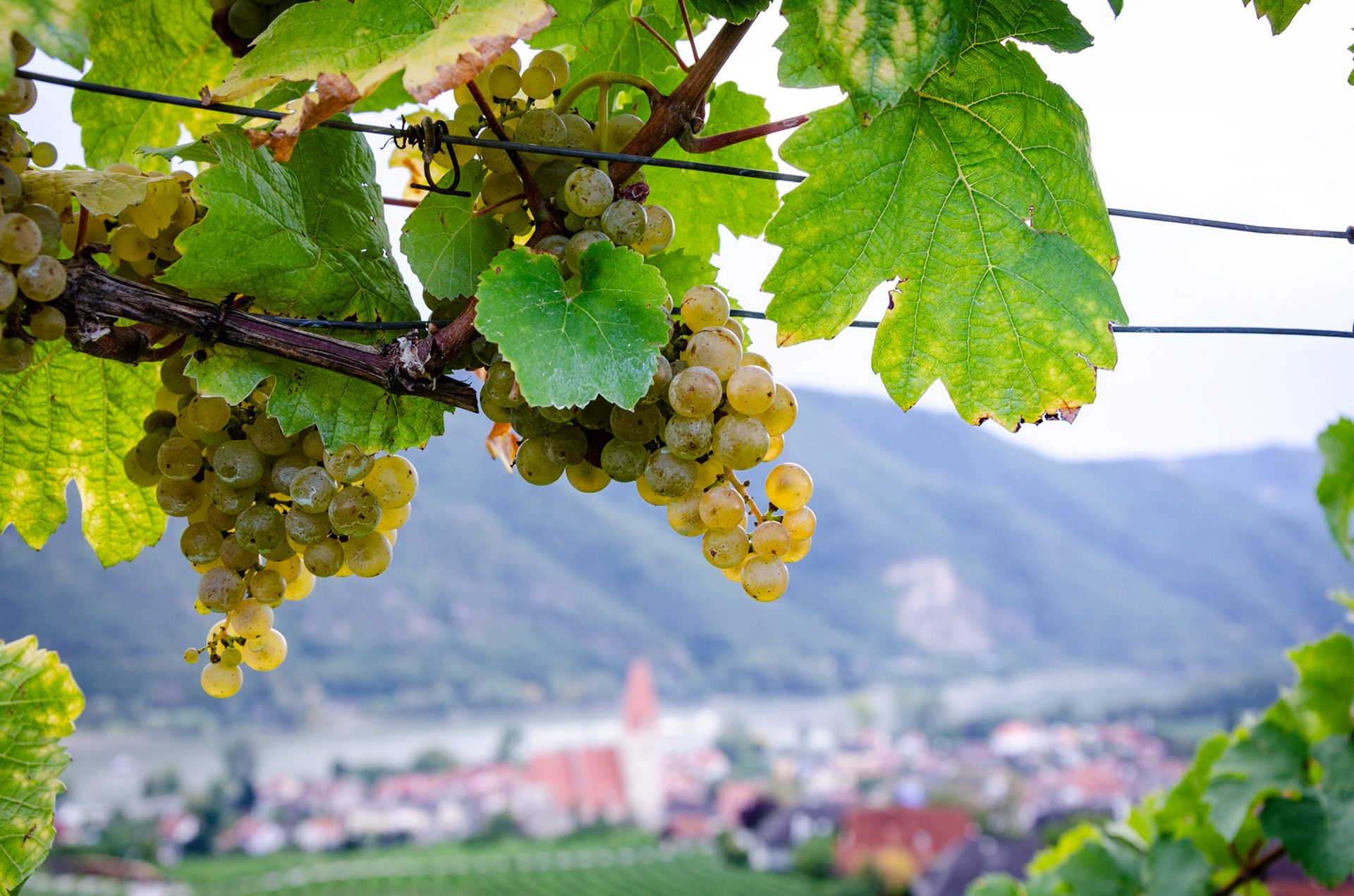 Wachau grape vines