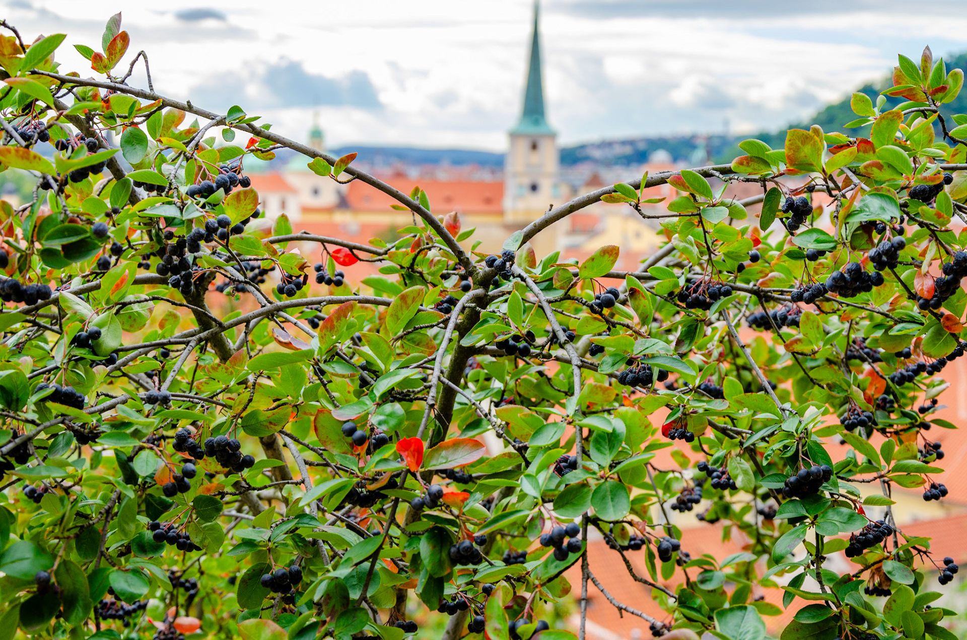 Berry tree over Prague
